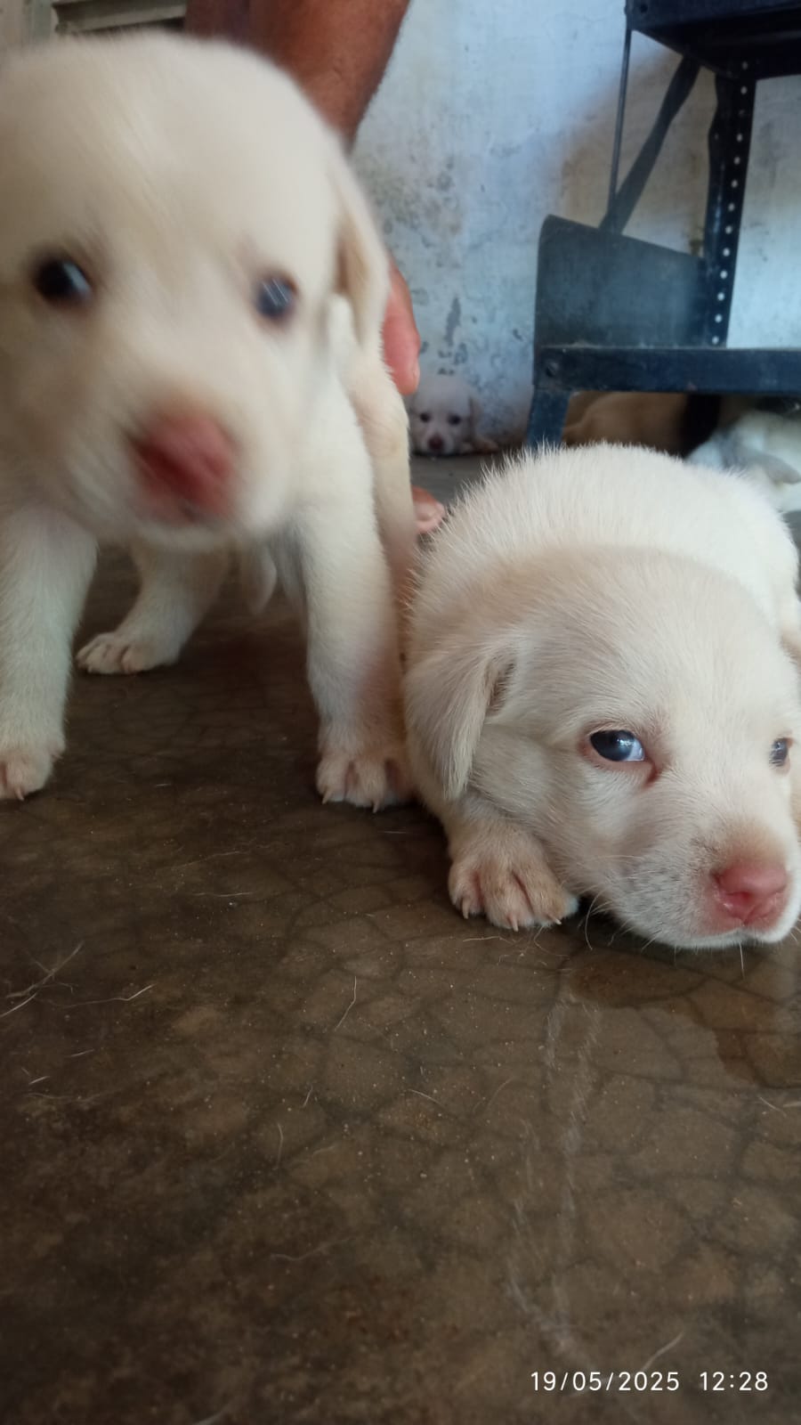 Portal Vendocão Filhotes de Labrador PURO Teresina