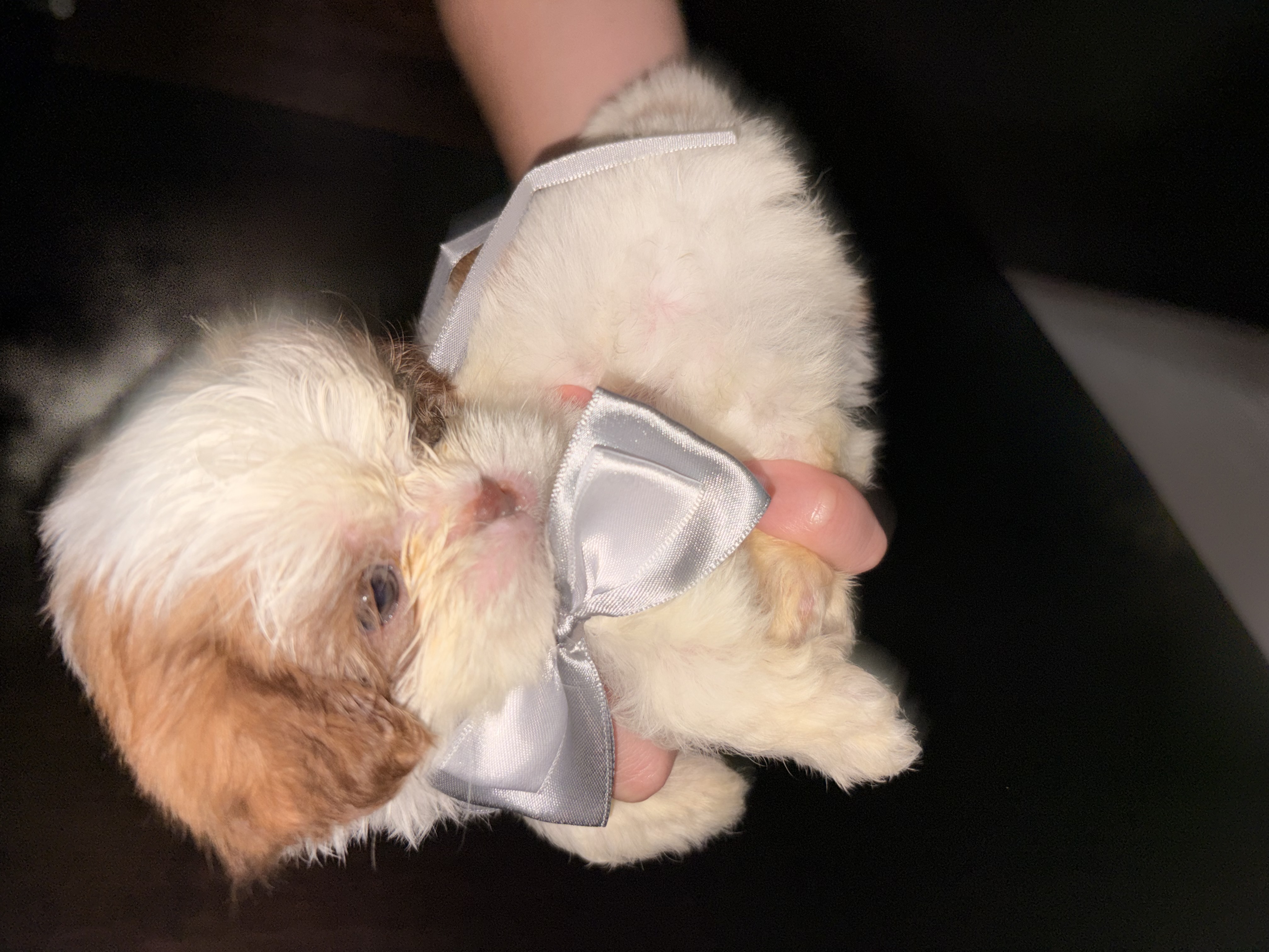 Filhote Lhasa apso macho - Foto 1