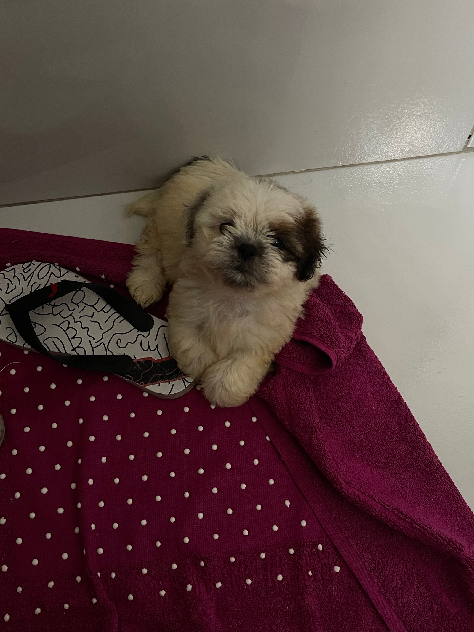 Filhote Shih Tzu  - Foto 1