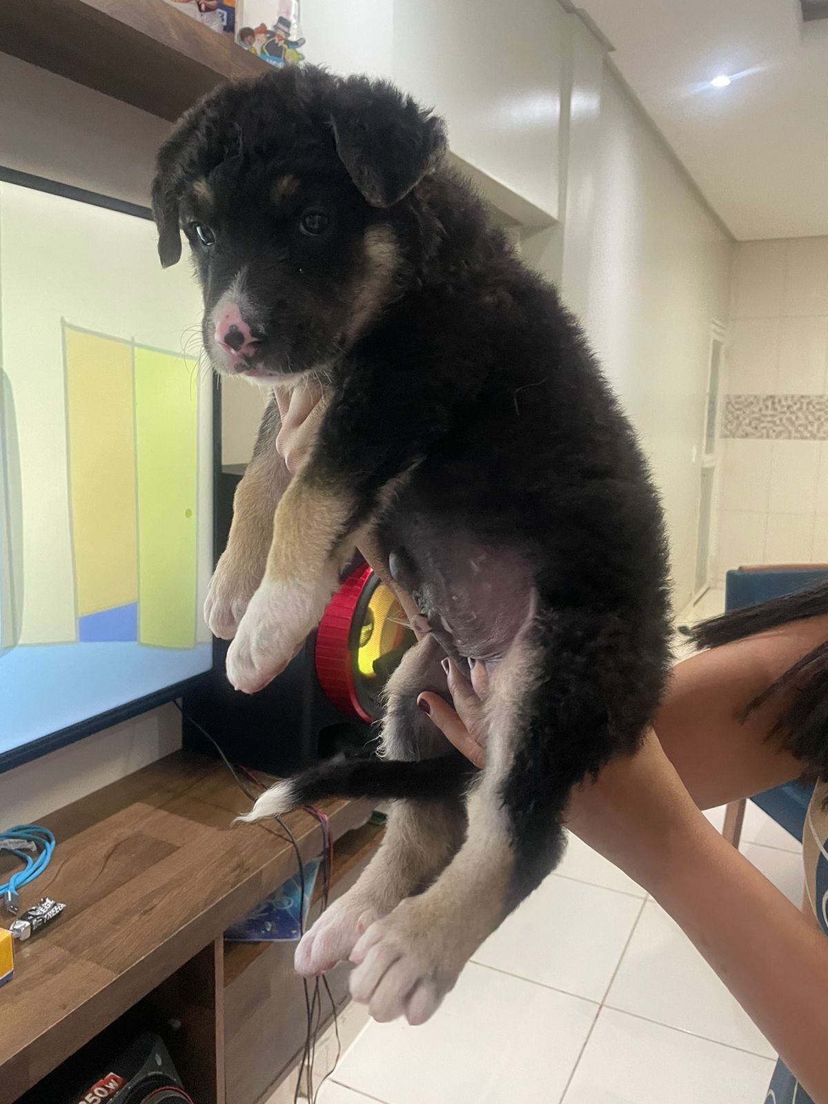 Portal Vendocão Vendo pastor  Picos