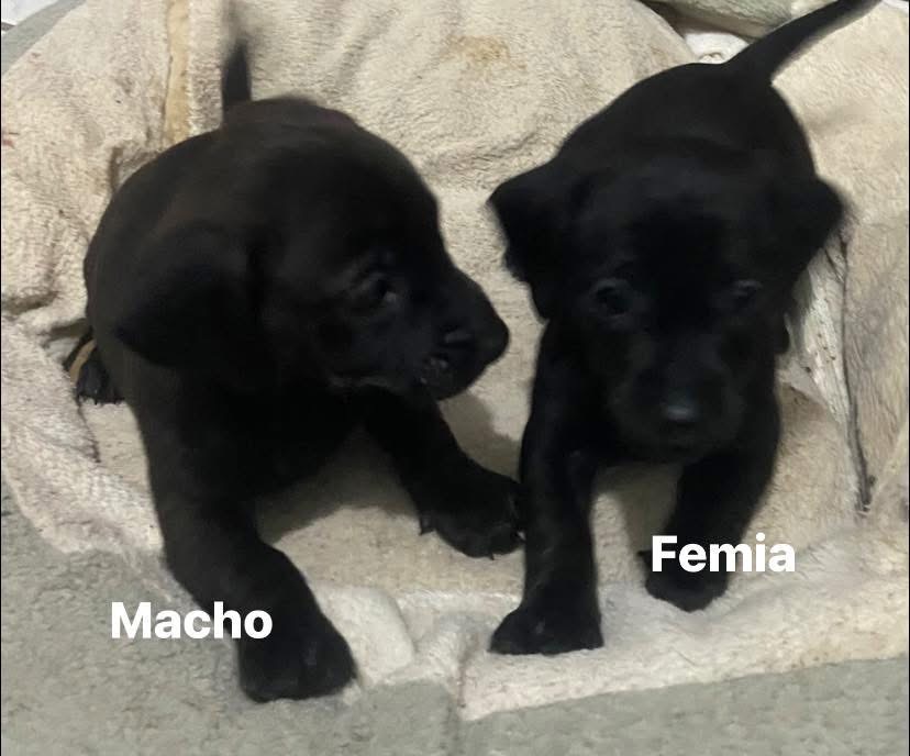 Portal Vendocão Venda de Linguicinhas dachshund PUROS Viamao 