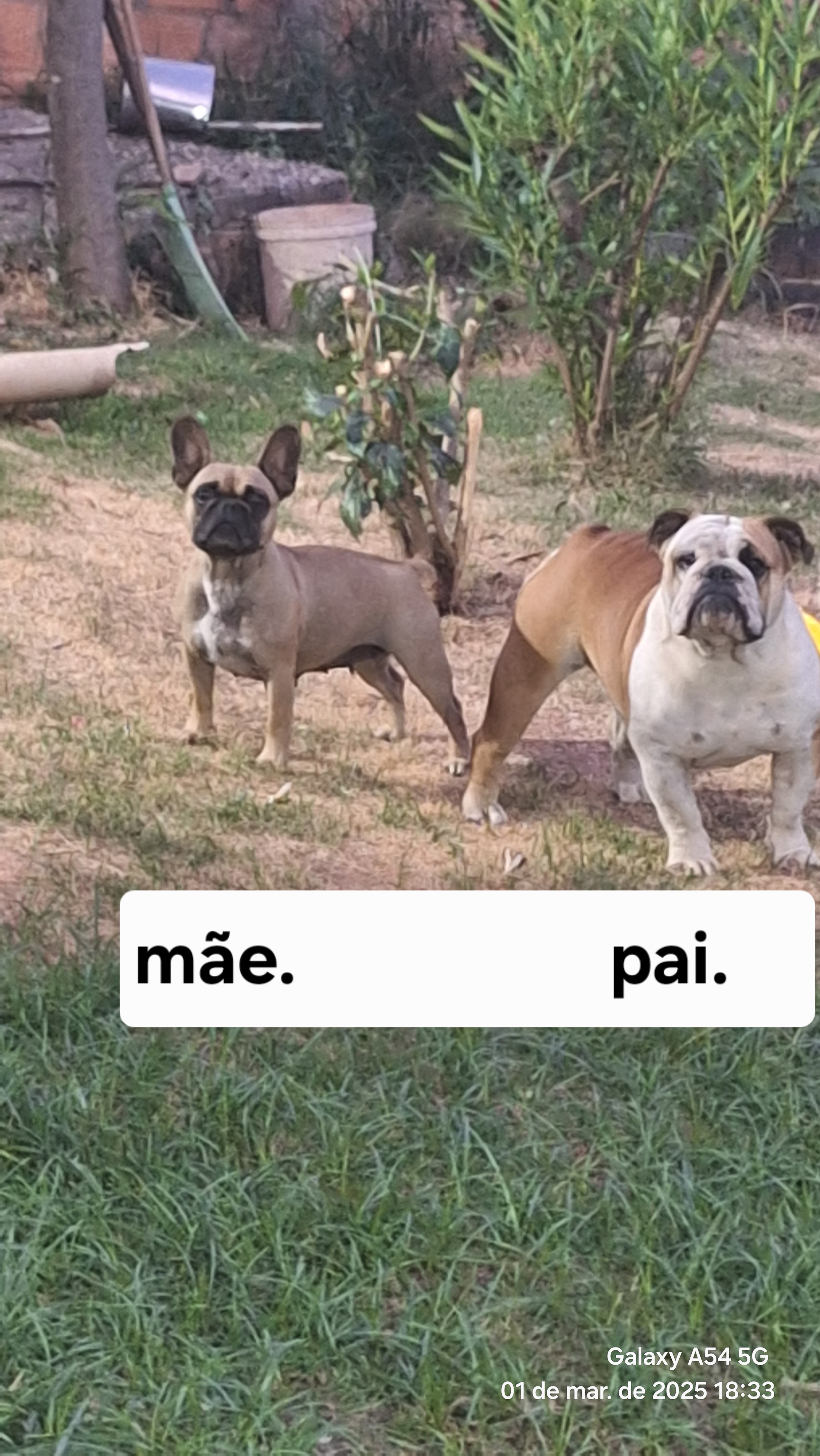 Portal Vendocão Buldog freegles Betim