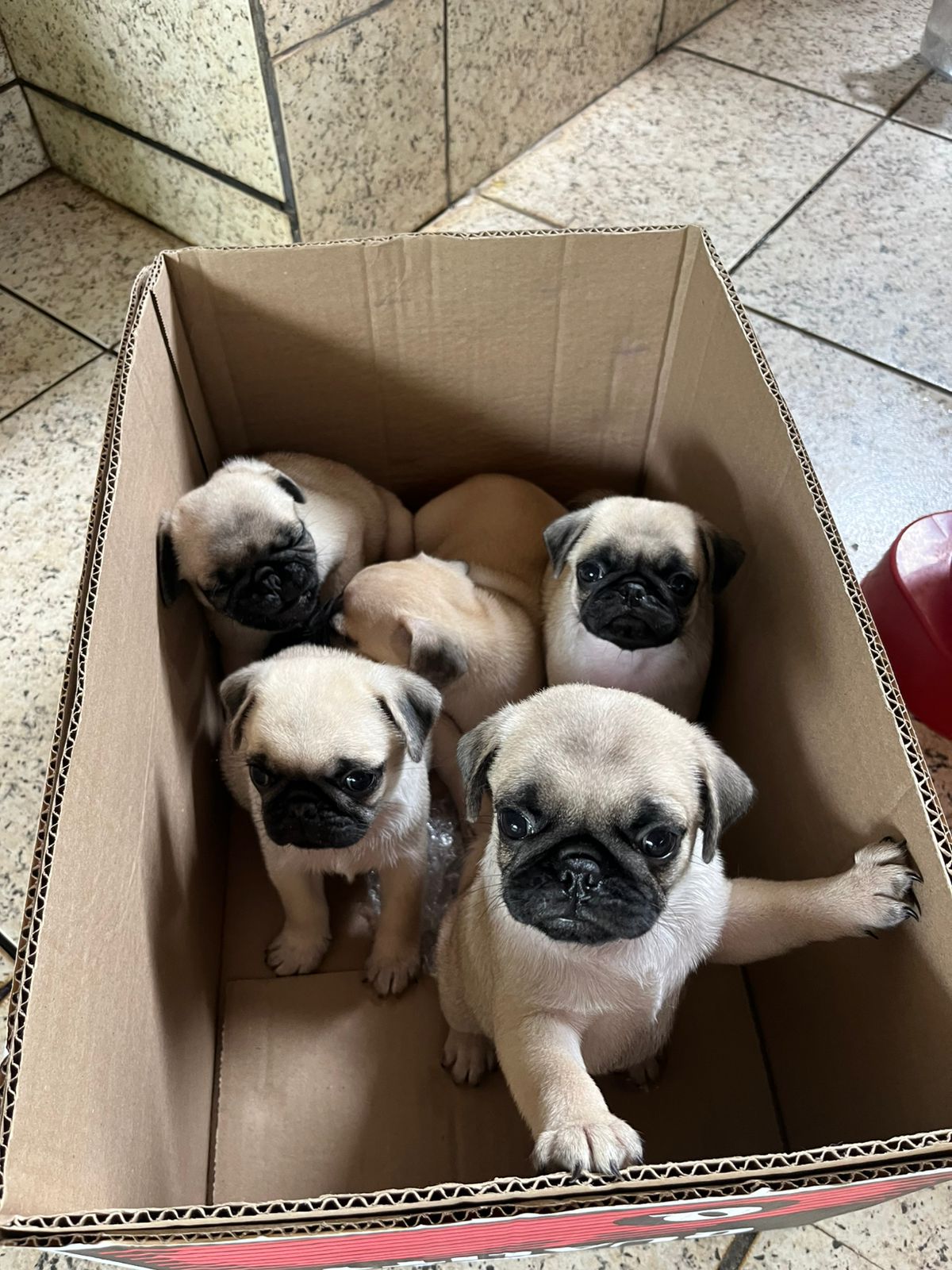 Vende-se Pug  - Foto 1
