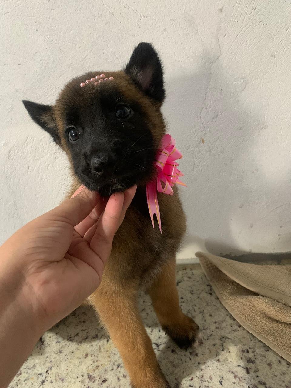 Lindos filhotes de Pastor Belga Malinois - Foto 3