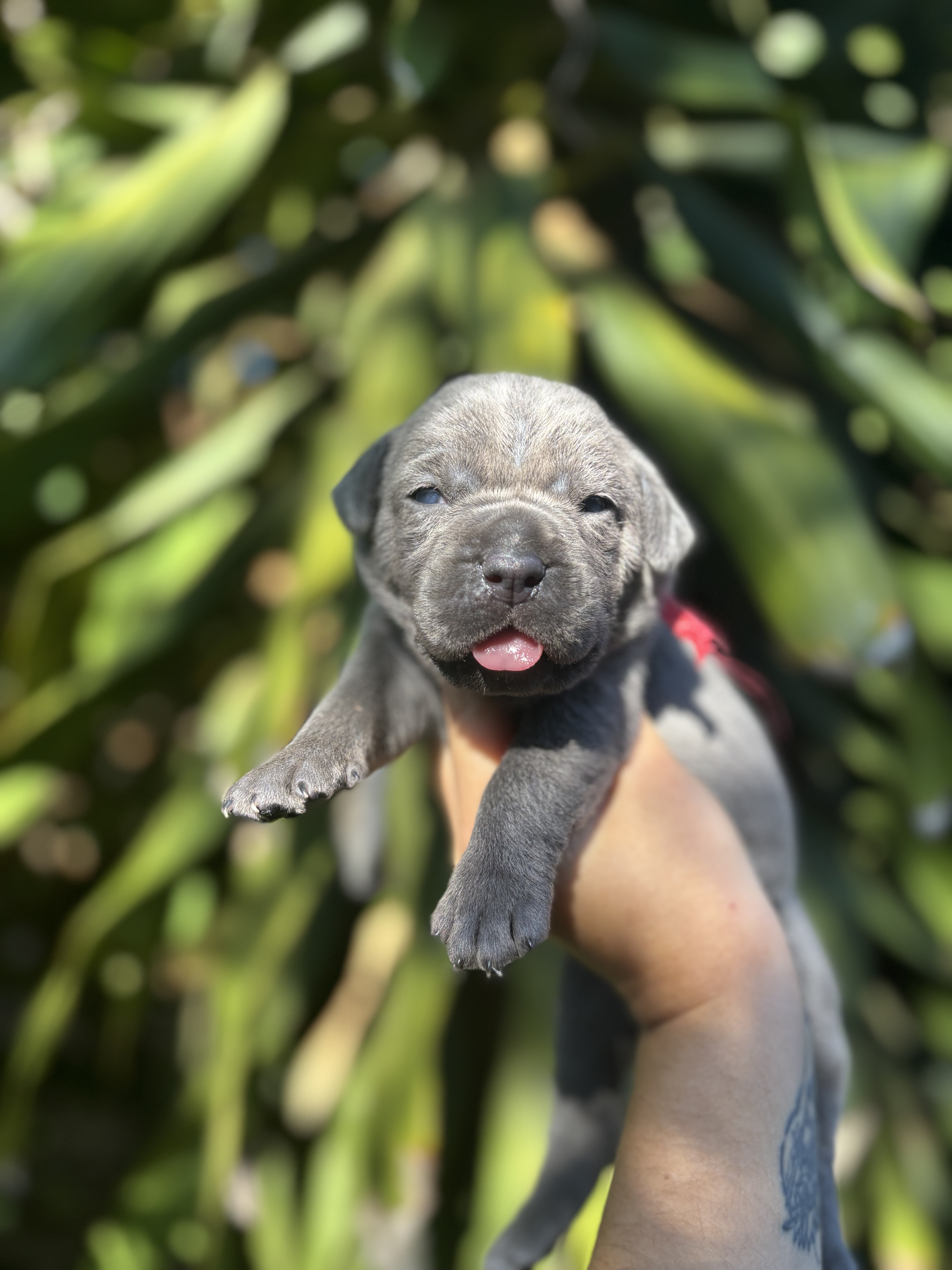 Portal Vendocão Cane Corso Cinza 5 fêmeas e 1 macho  Campinas sp 