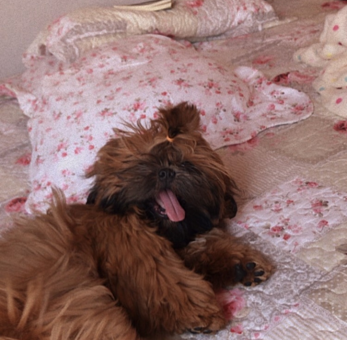 Portal Vendocão Vendo shitzu São Luís