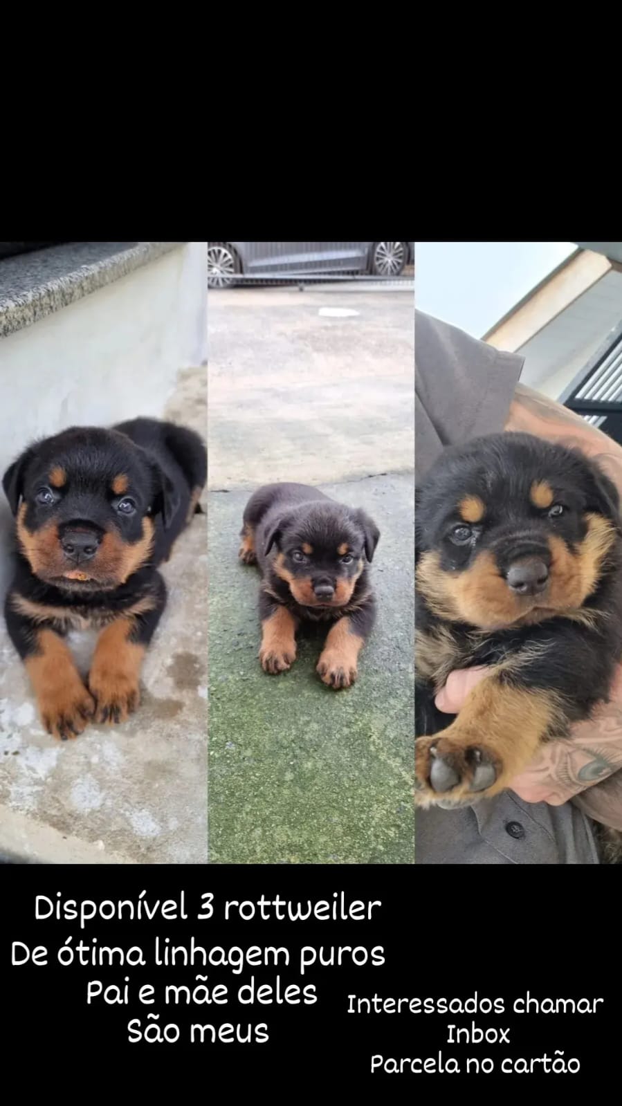 filhotes de Rottweiler Ponta grossa 