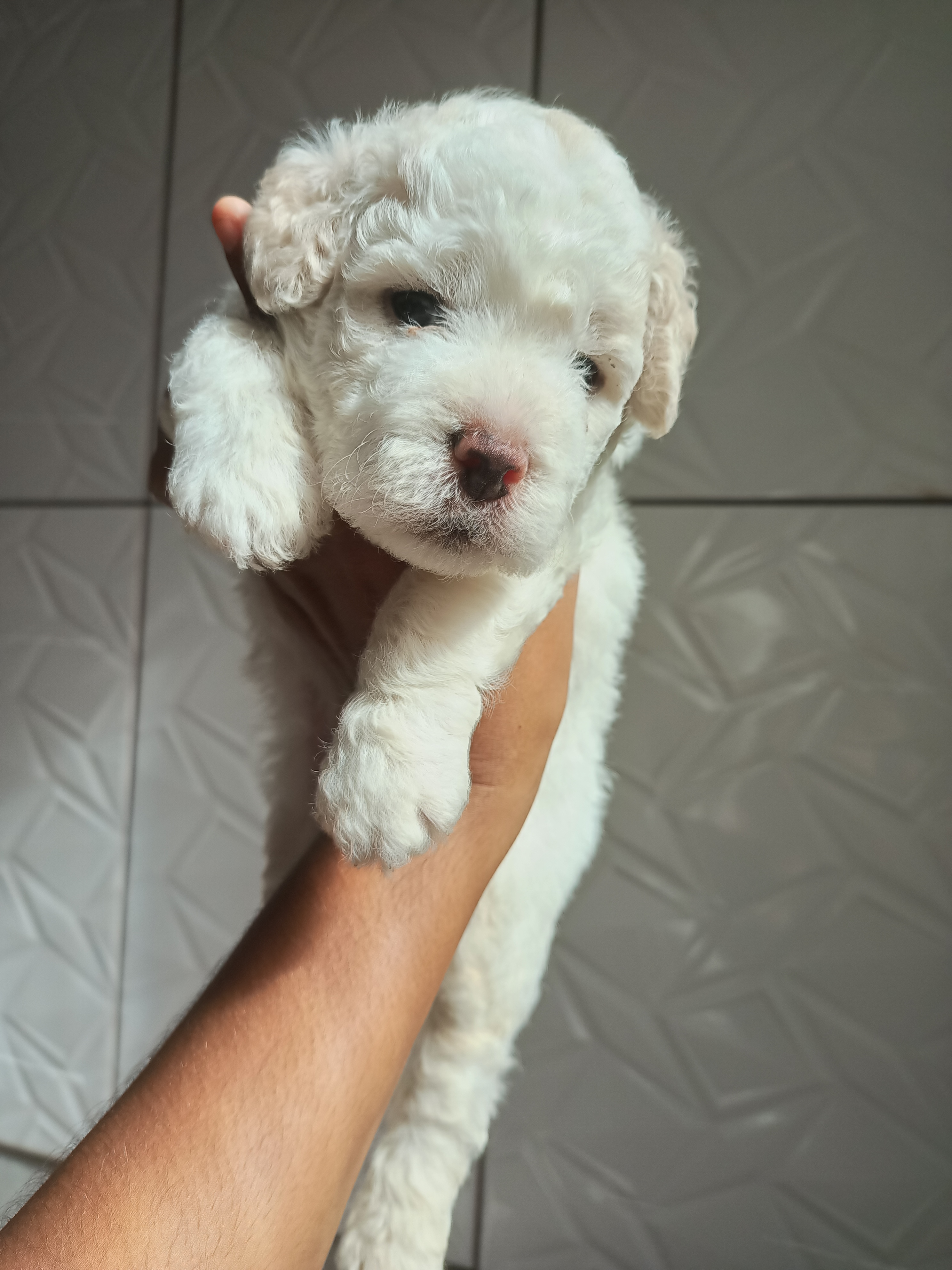 Portal Vendocão Poodle  Salvador