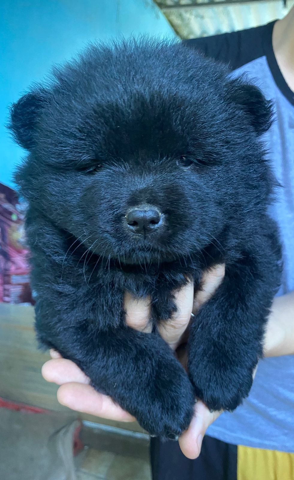 Filhotes de Chow chow