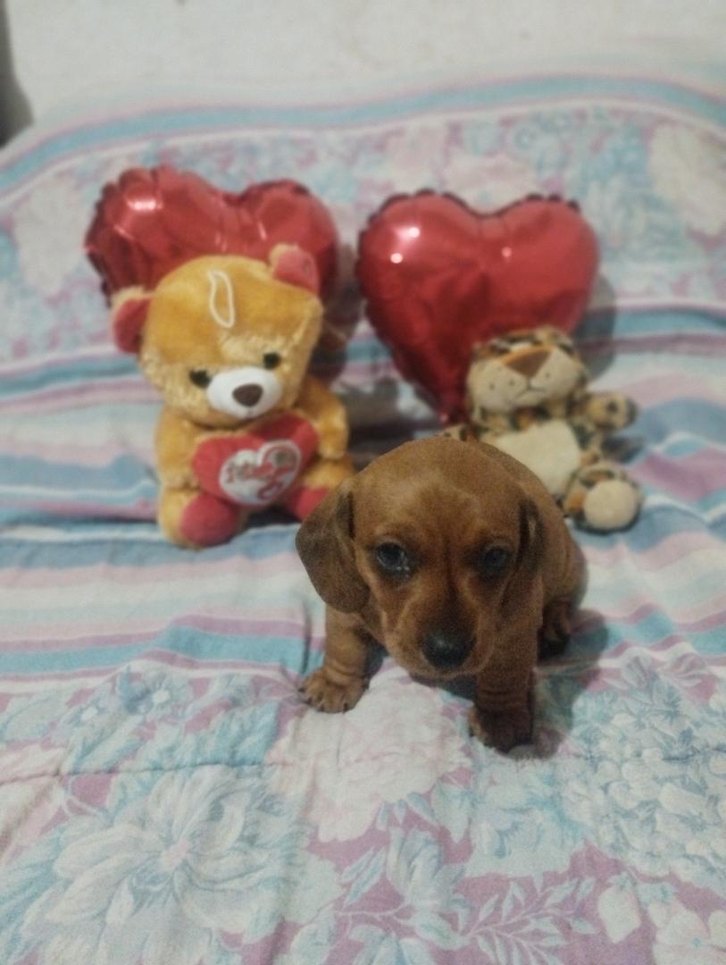 Portal Vendocão Vende-se filhotes De Basset Dachshund  Petrópolis