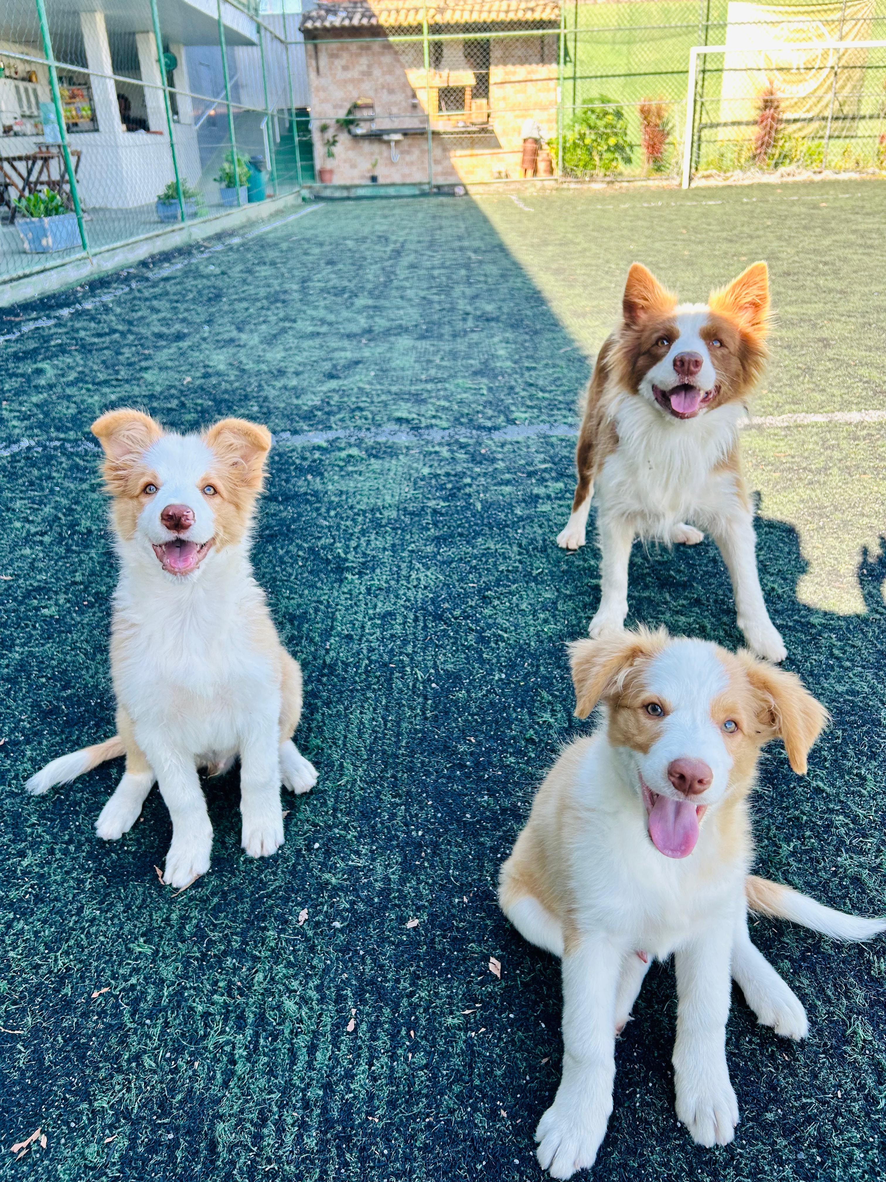 Portal Vendocão Filhotes machos de Border collie  Araruama 