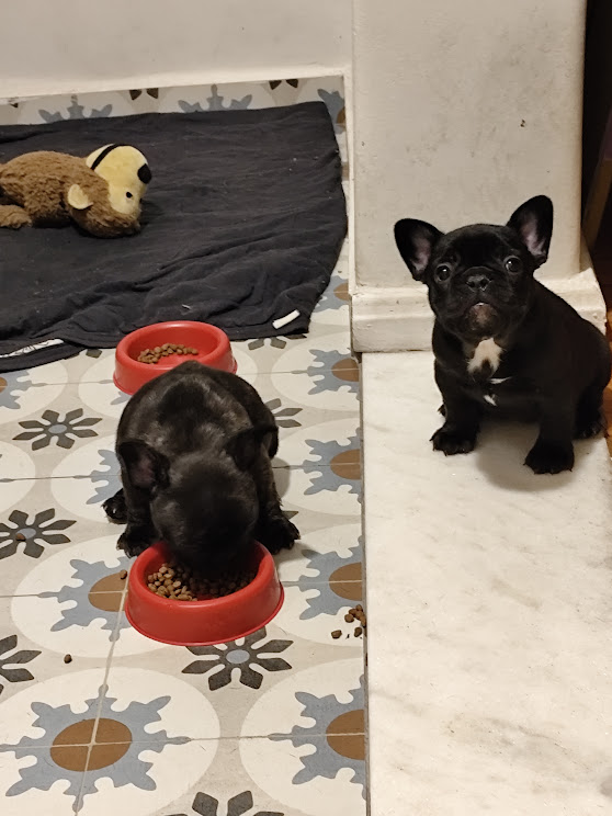 Portal Vendocão 🐾✨ Filhotes de Bulldog Francês à venda! ✨🐾 BELO HORIZONTE