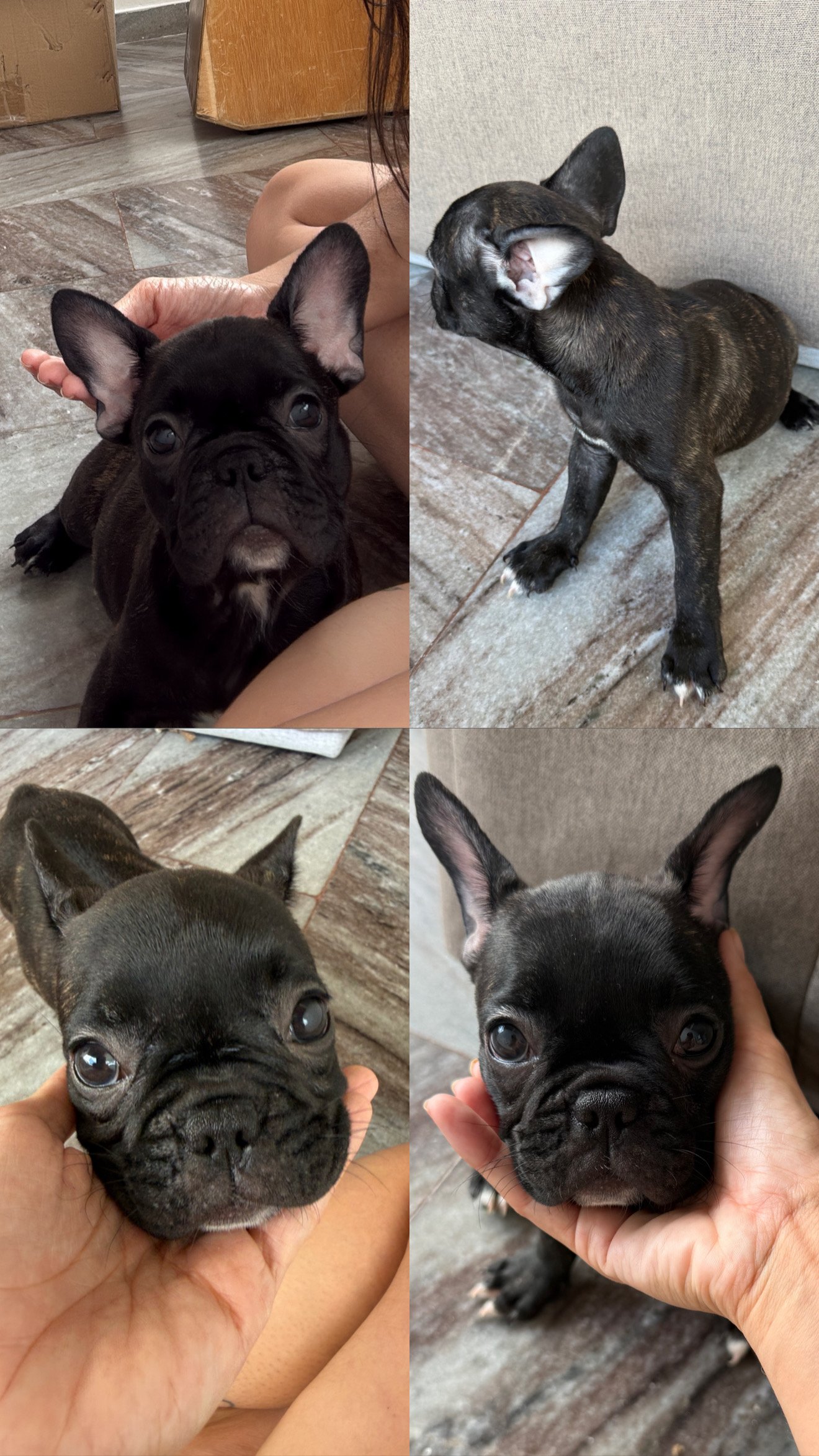 Bulldog Francês- 1500,00