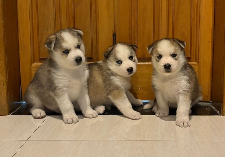 Husky Siberiano - Foto 1