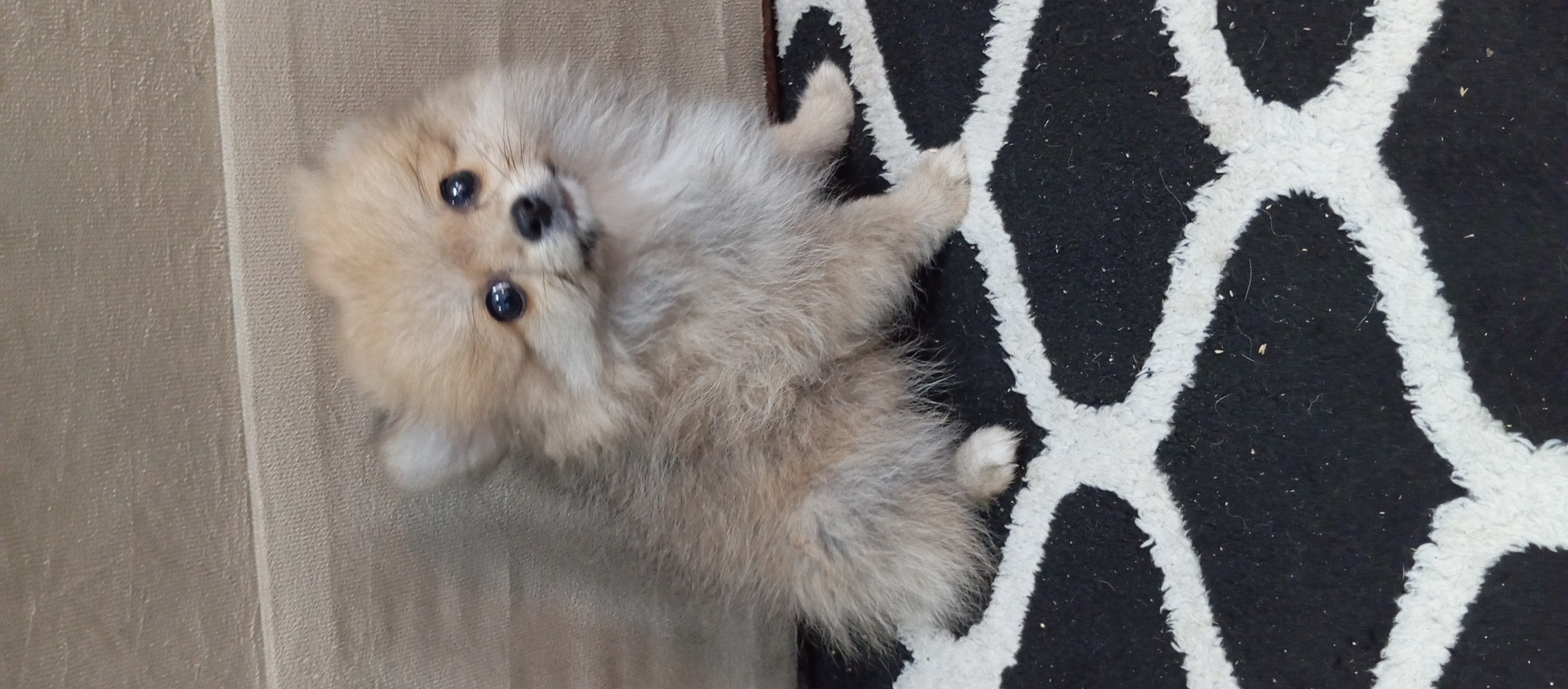 Portal Vendocão Filhotes de Spitz Alemão  Betim