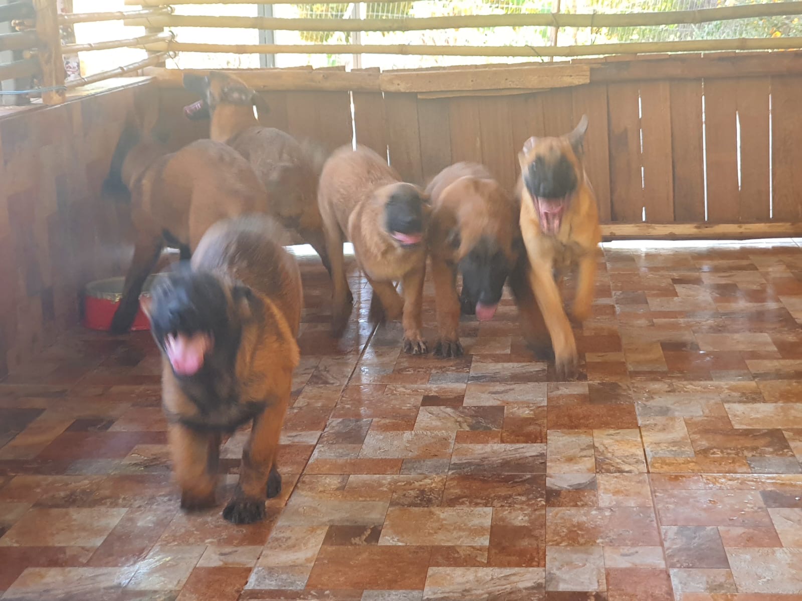 Portal Vendocão Pastor Belga de Malinois Brasília 