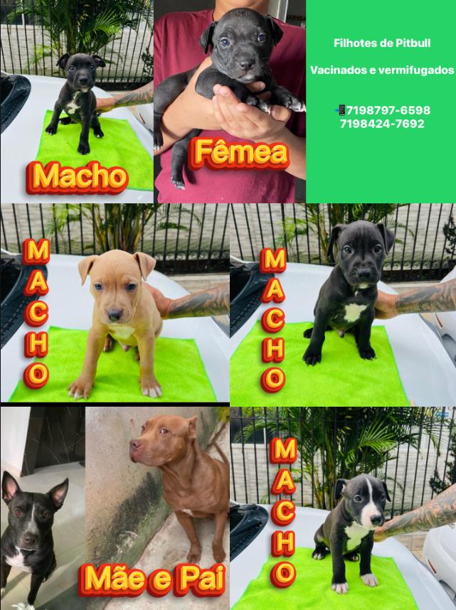 Portal Vendocão Filhotes de Pitbull  Salvador 
