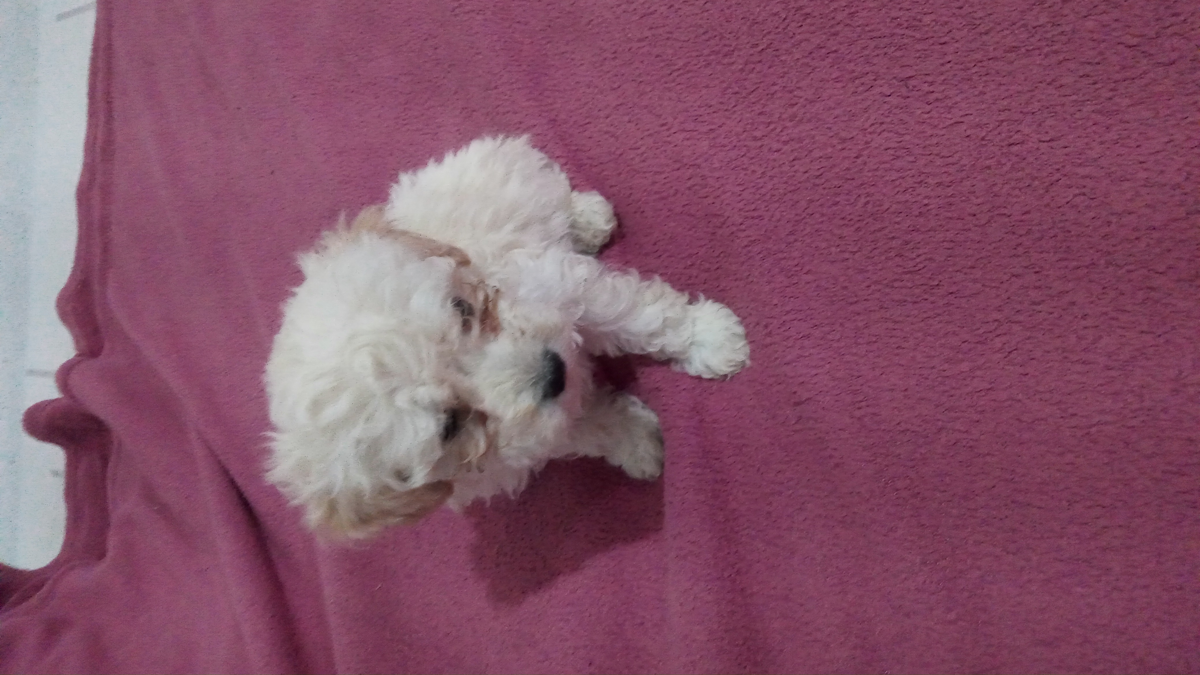Filhote de poodle - Foto 3