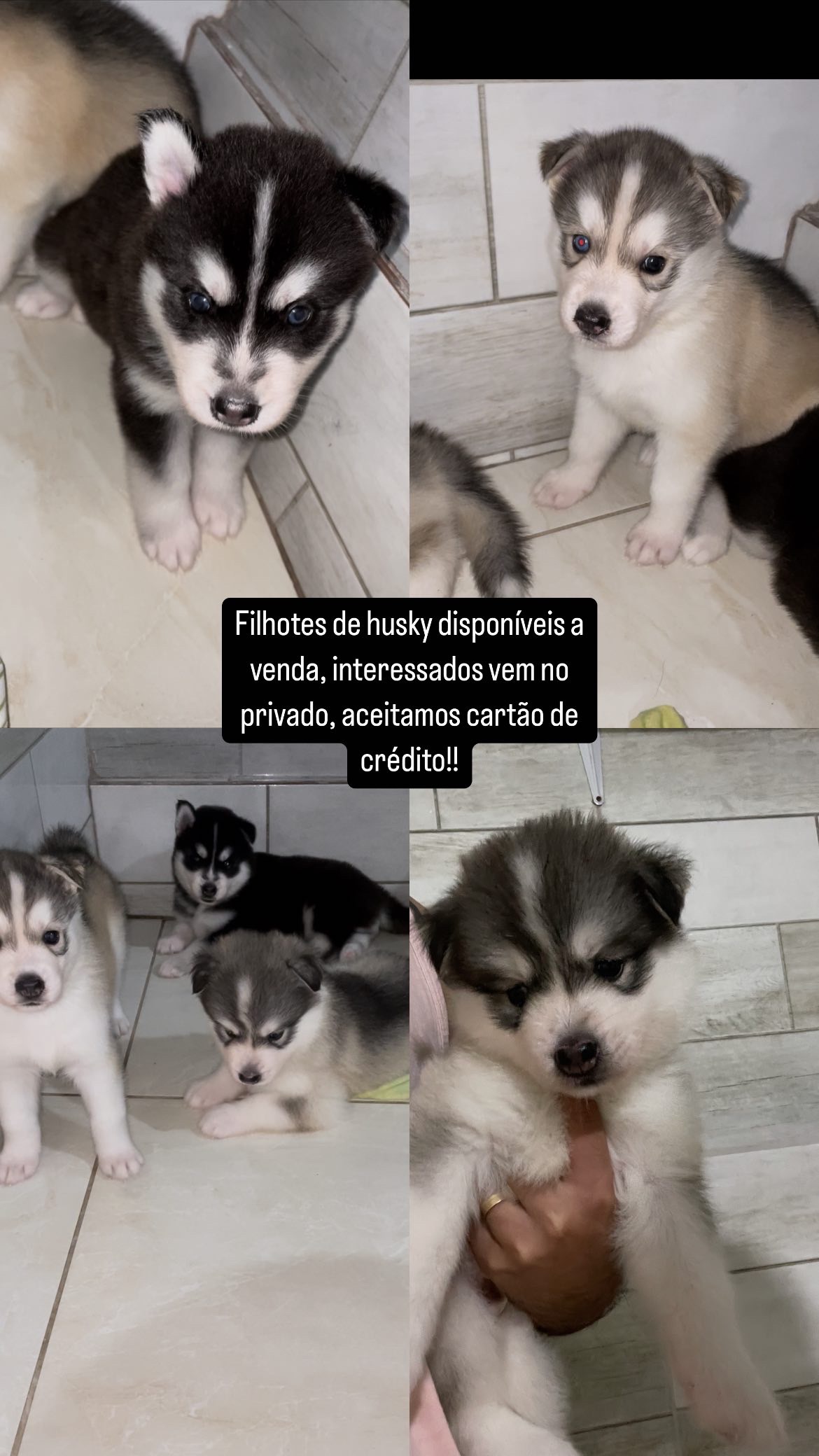 Portal Vendocão Vendo filhotes de Husky  Serra 