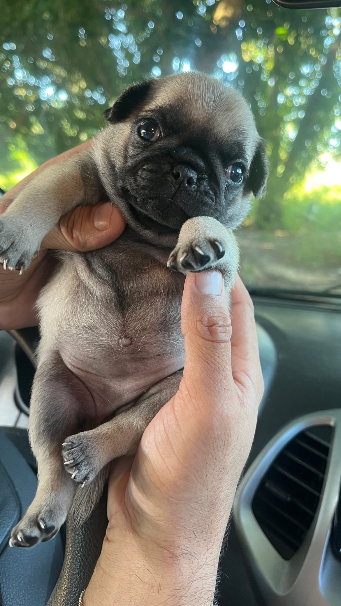 Portal Vendocão Filhotes de pugs fêmeas  Manaus