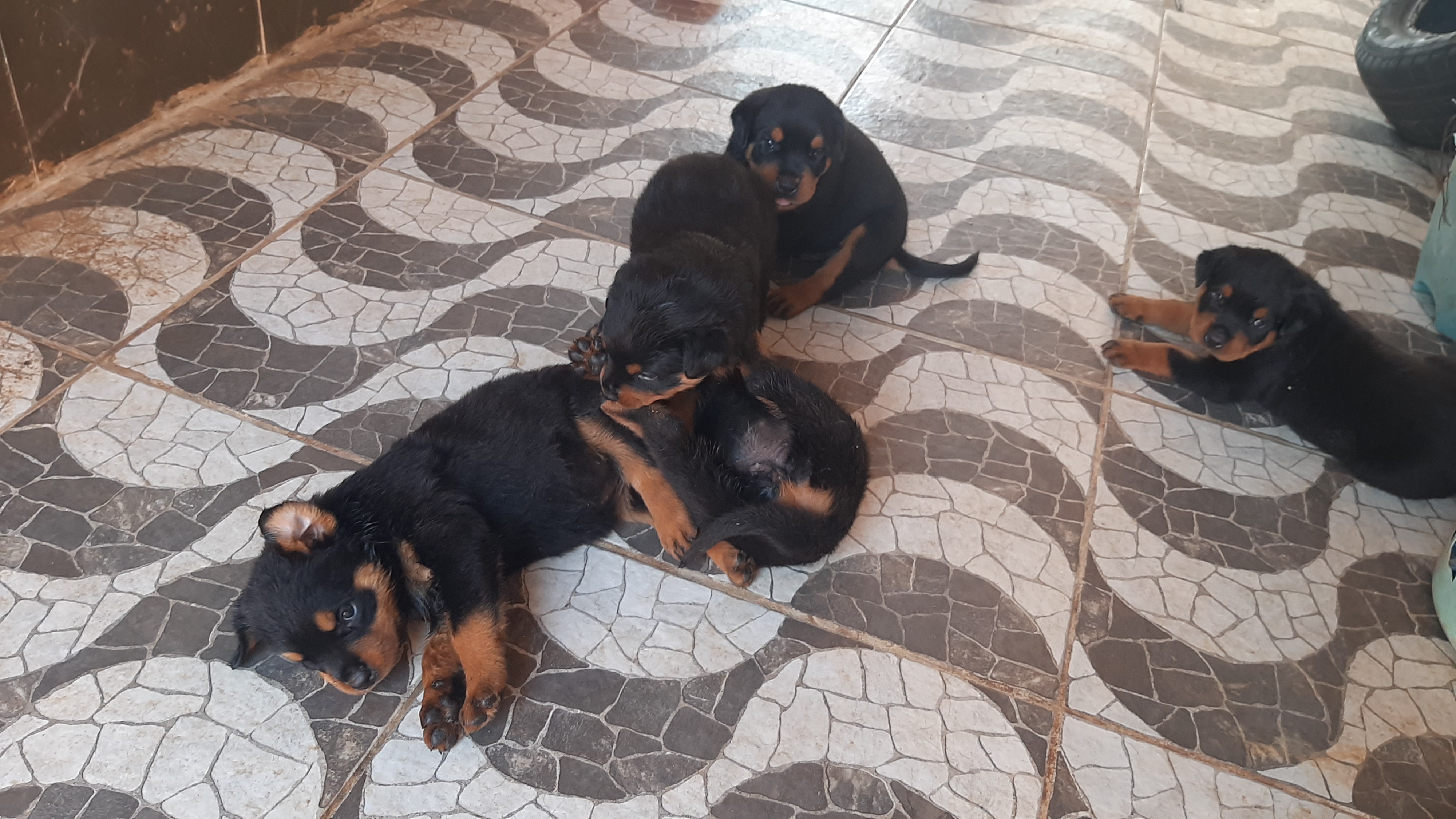 Portal Vendocão Filhotes de Rottweiler São Luís 