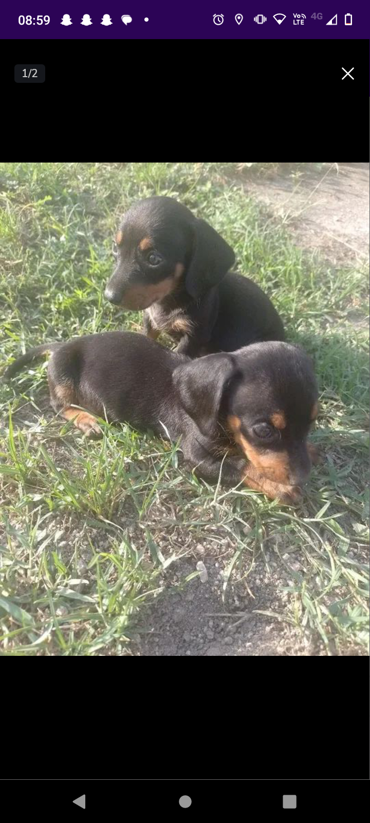 Portal Vendocão Dachshund  São Gonçalo