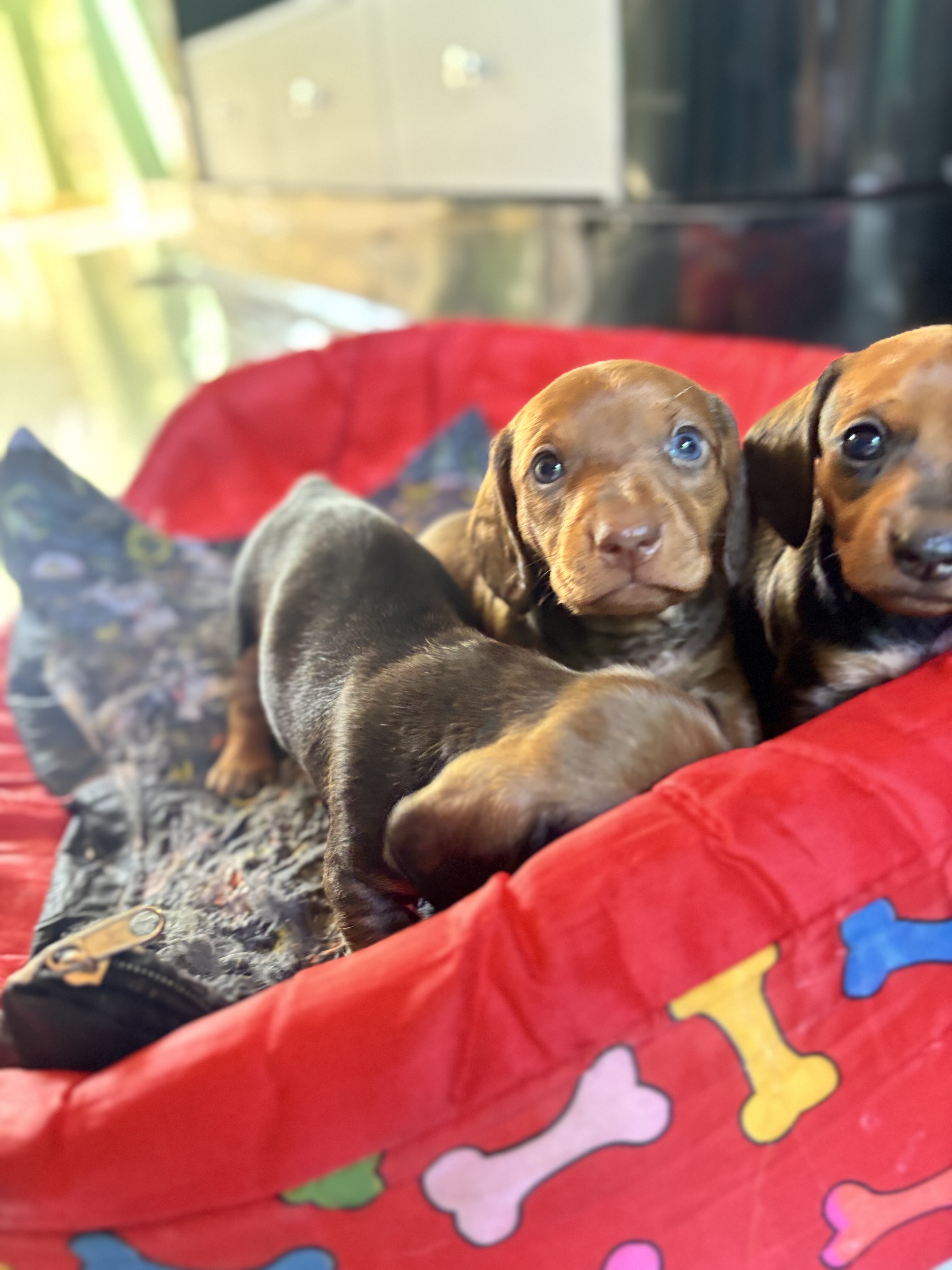 Portal Vendocão Filhotes fêmeas e macho  Campo Grande 