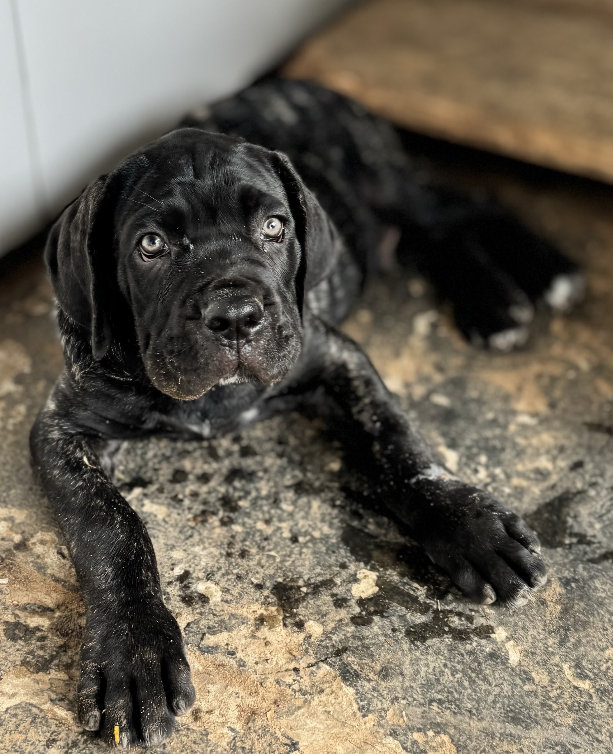 Portal Vendocão Filhotes Cane Corso Italiano Esteio