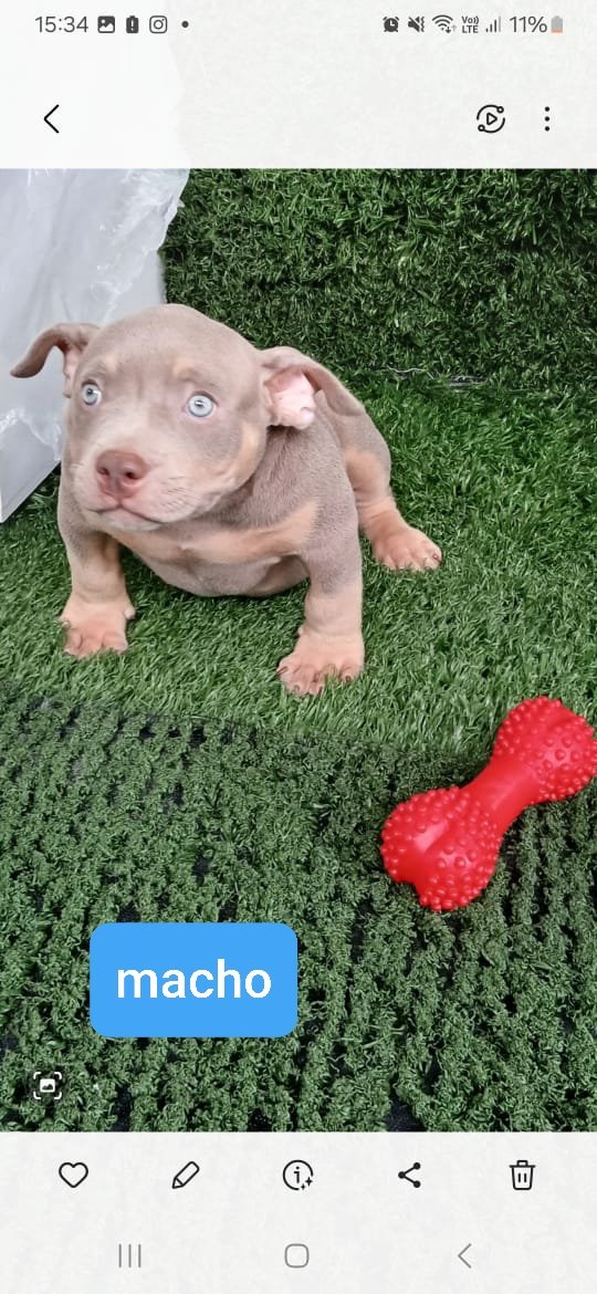 American bully  - Foto 1