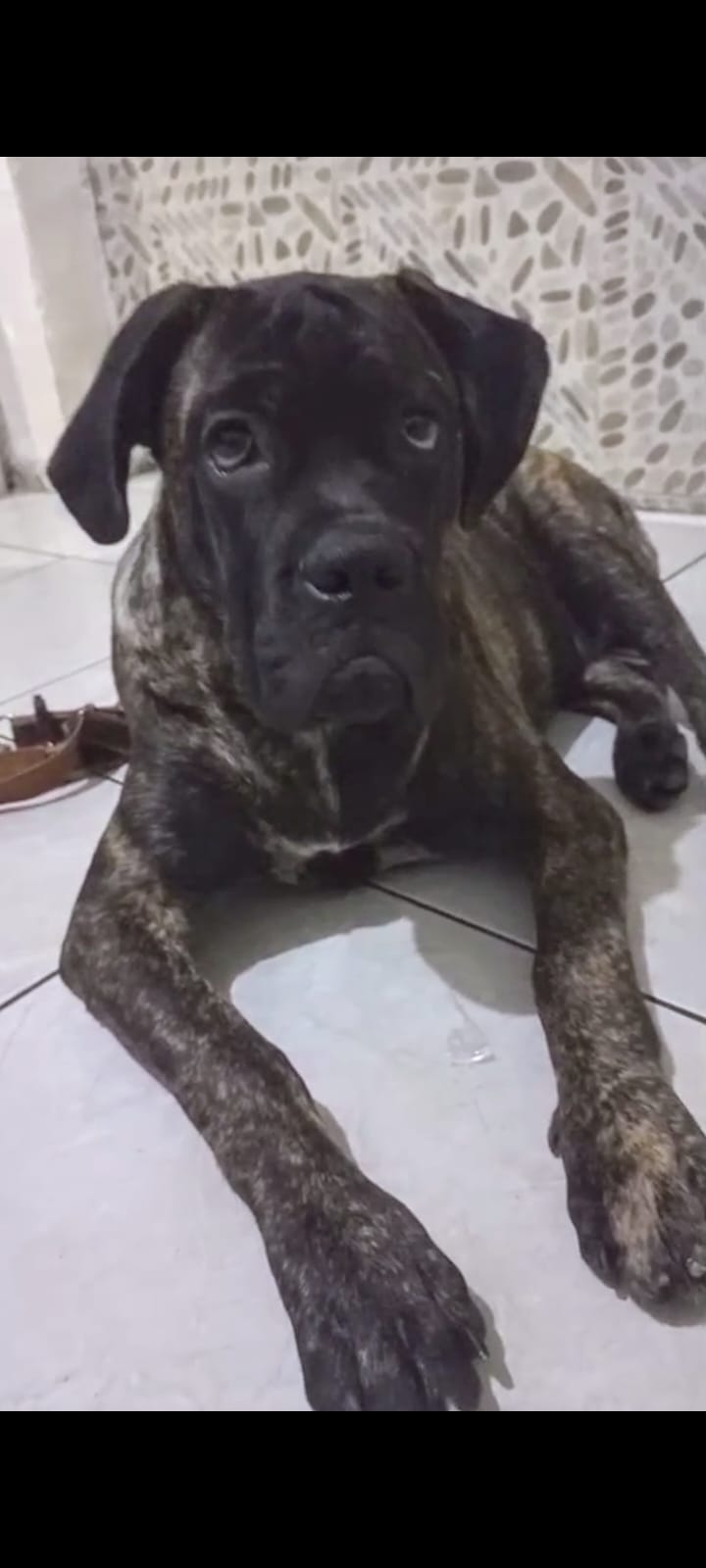 Portal Vendocão Venda de cachorro  Olinda 