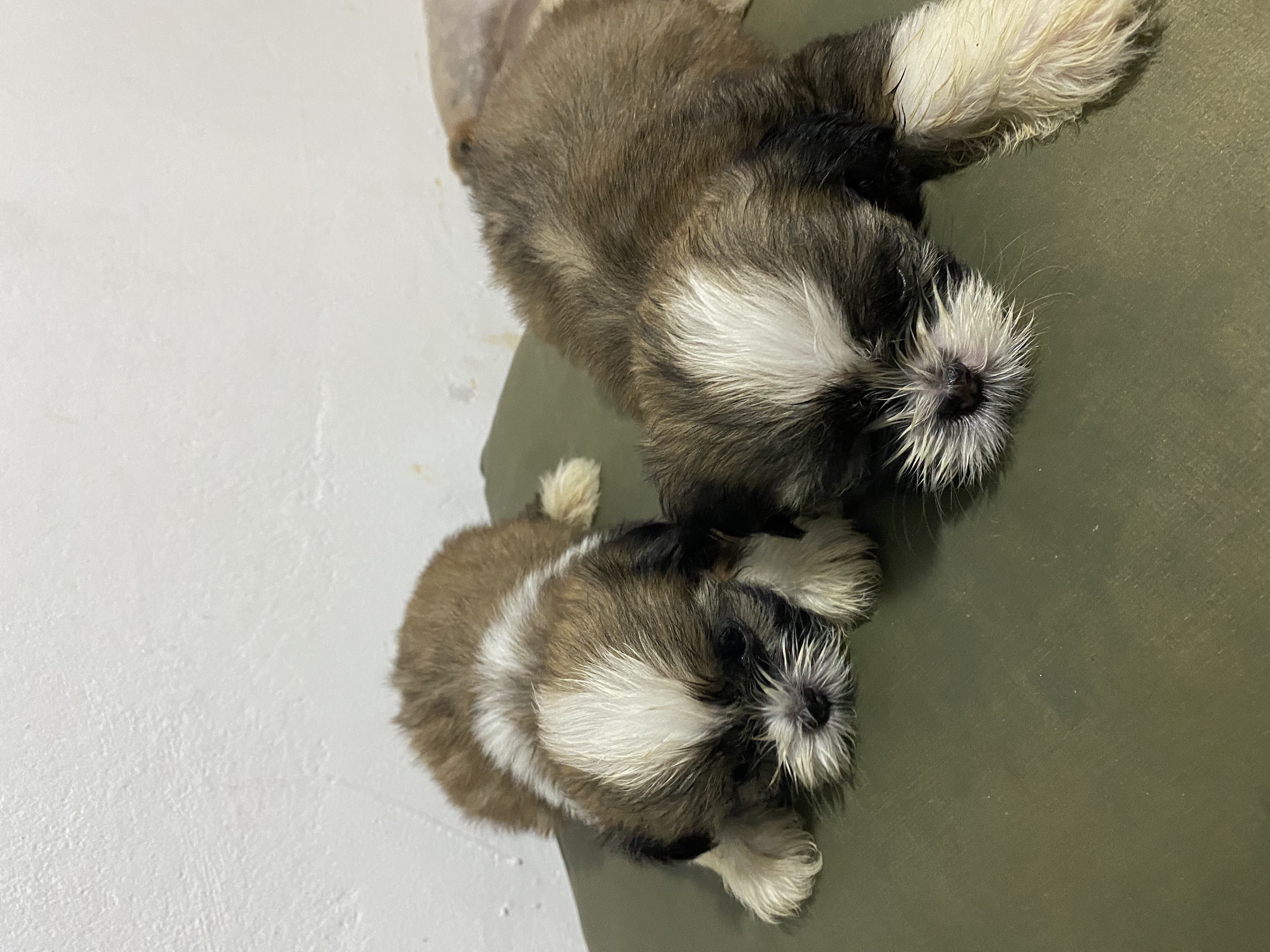 Portal Vendocão Filhotes de Shih Tzu Maceió 