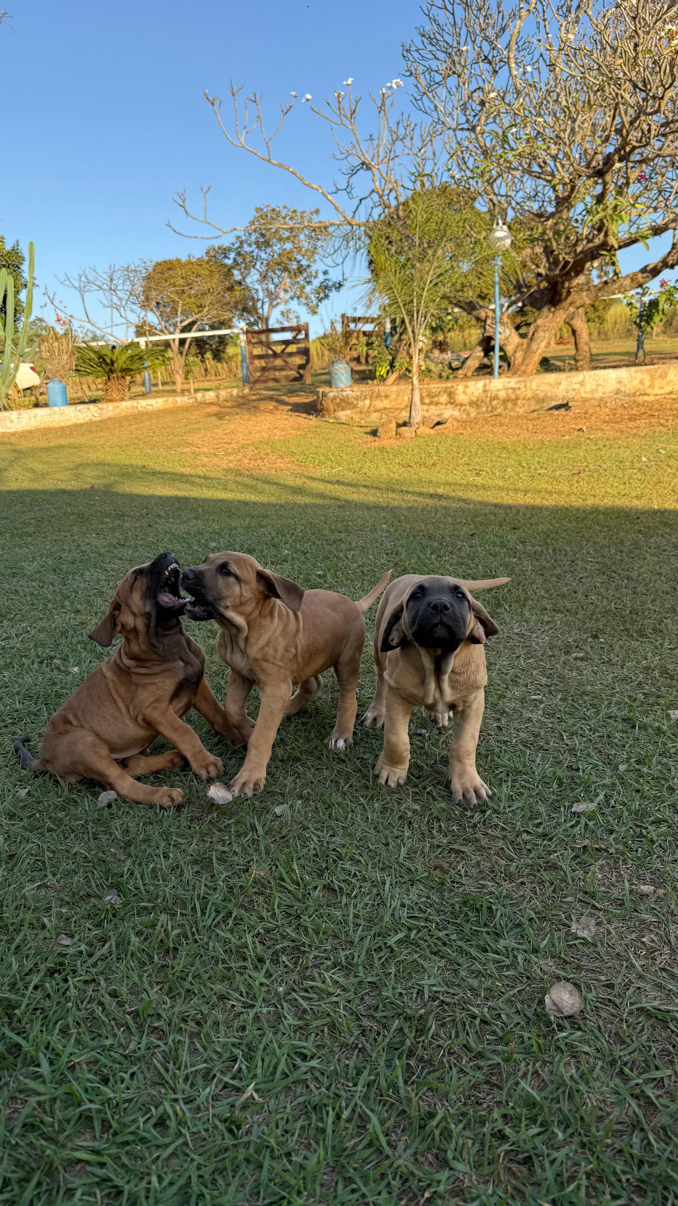 Portal Vendocão Filhotes de fila brasileiro Brasília 