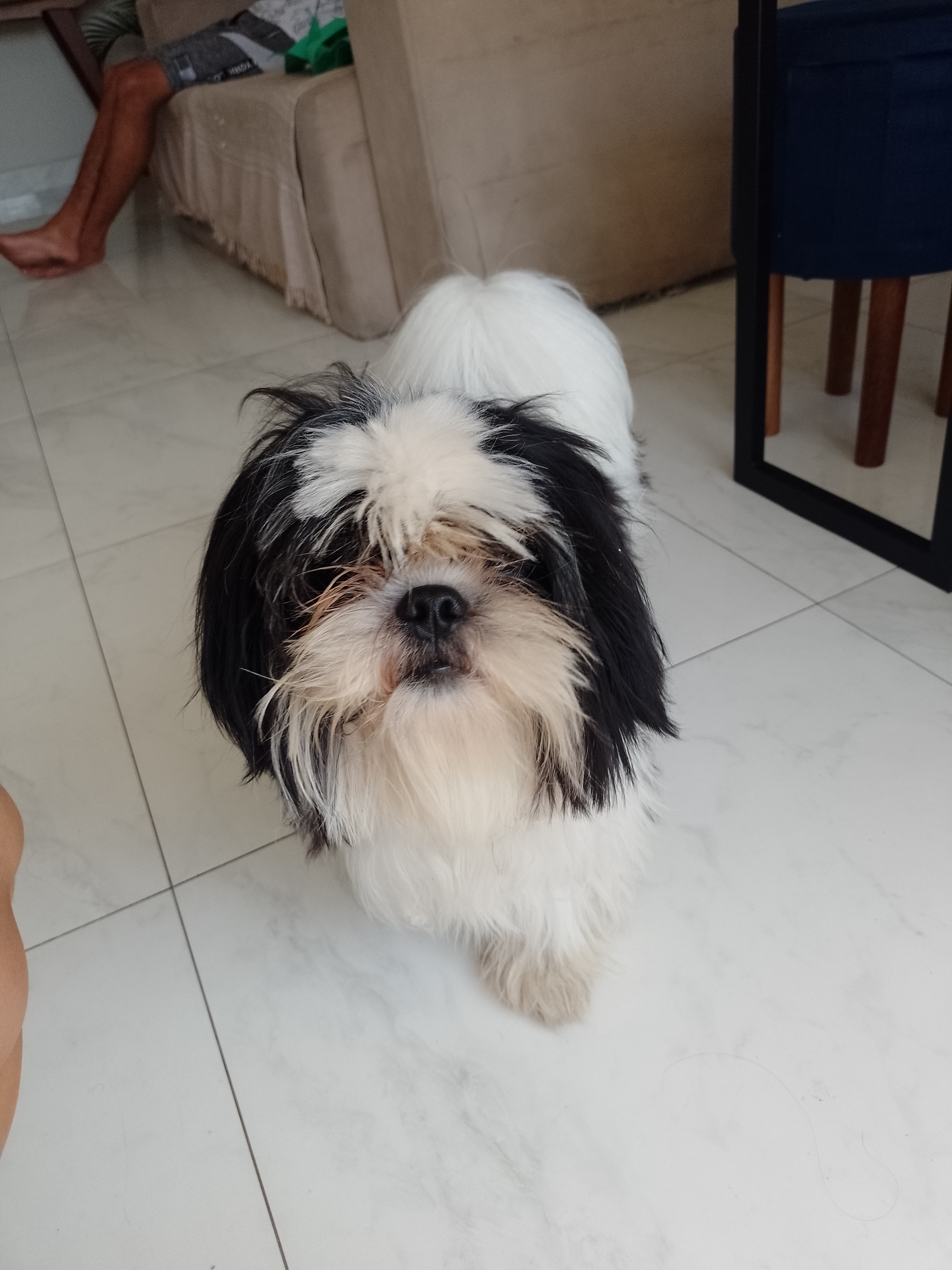 Portal Vendocão Shih Tzu Macho 10 meses Rio de Janeiro