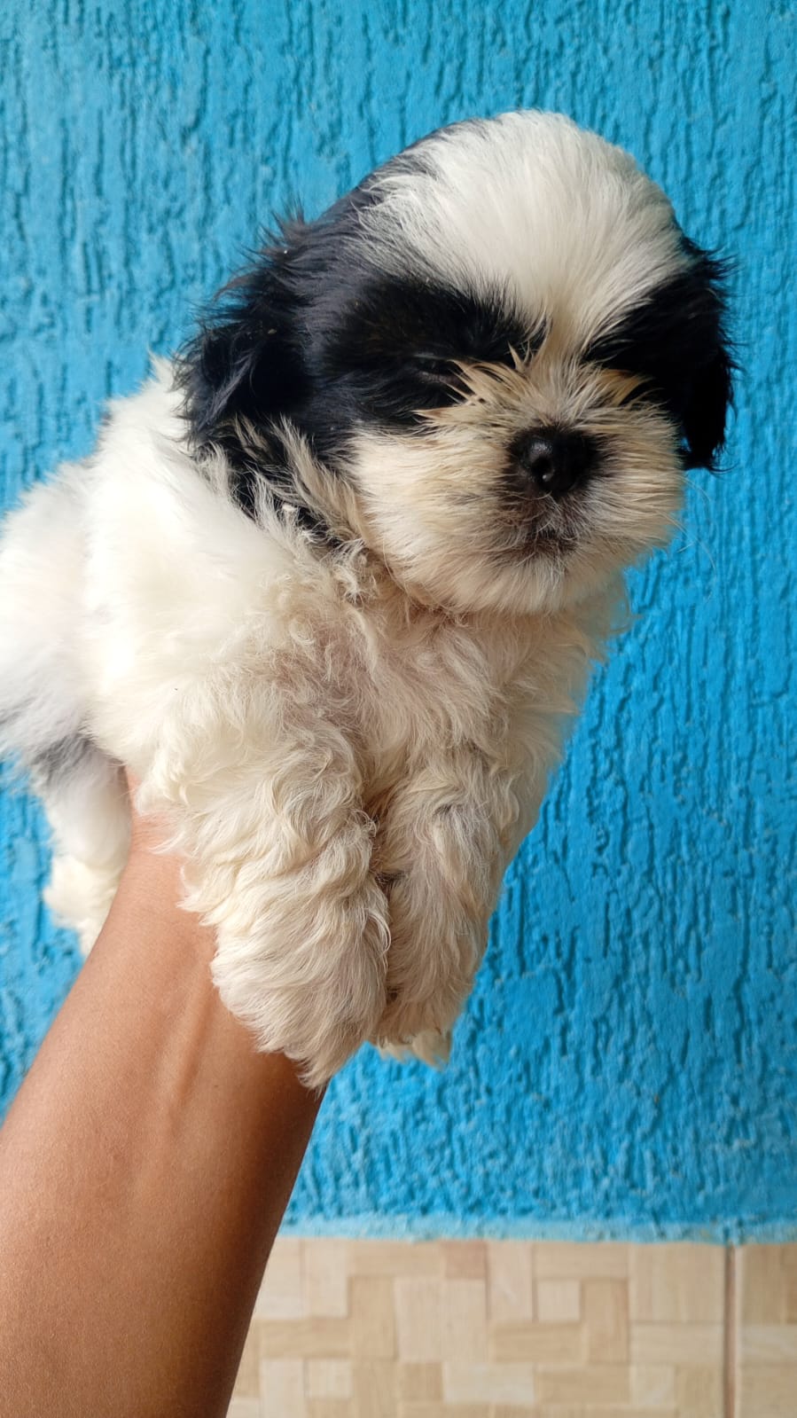 Filhotes de Shih tzu  - Foto 3