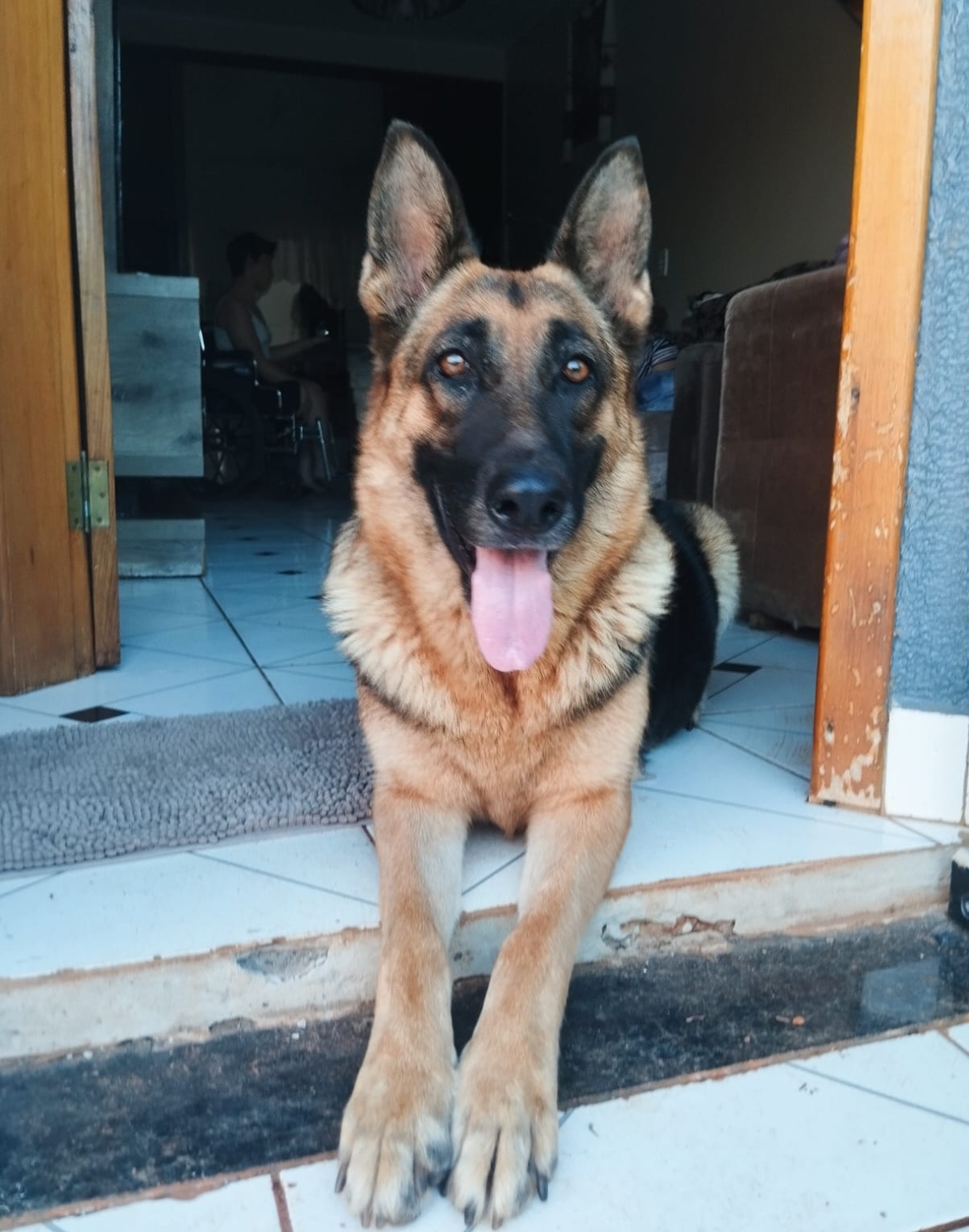 Portal Vendocão Filhotes de Pastor Alemão  Ivaí 