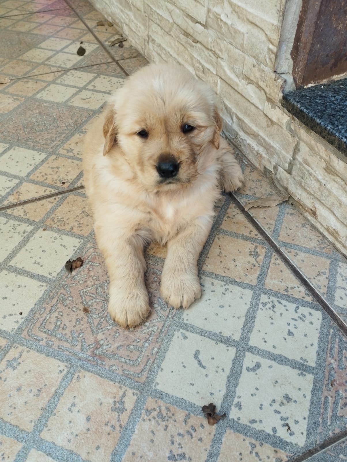 Portal Vendocão Filhotes Golden Retriever  Gravatai 