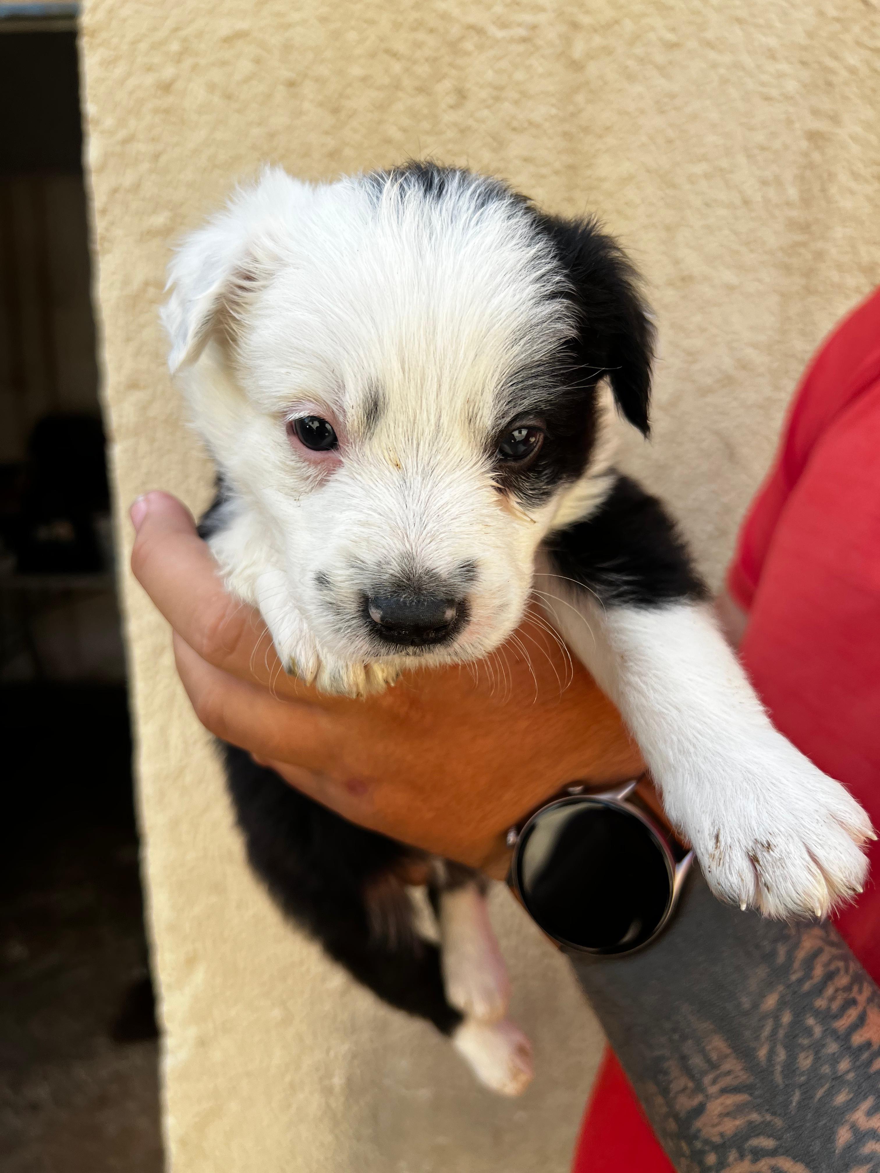 Portal Vendocão Filhote de Border Collie Goiânia