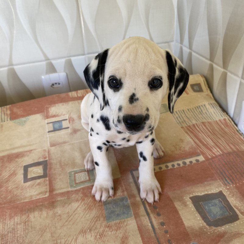 Filhotes de Dálmatas (não acompanham pedigree). - Foto 1