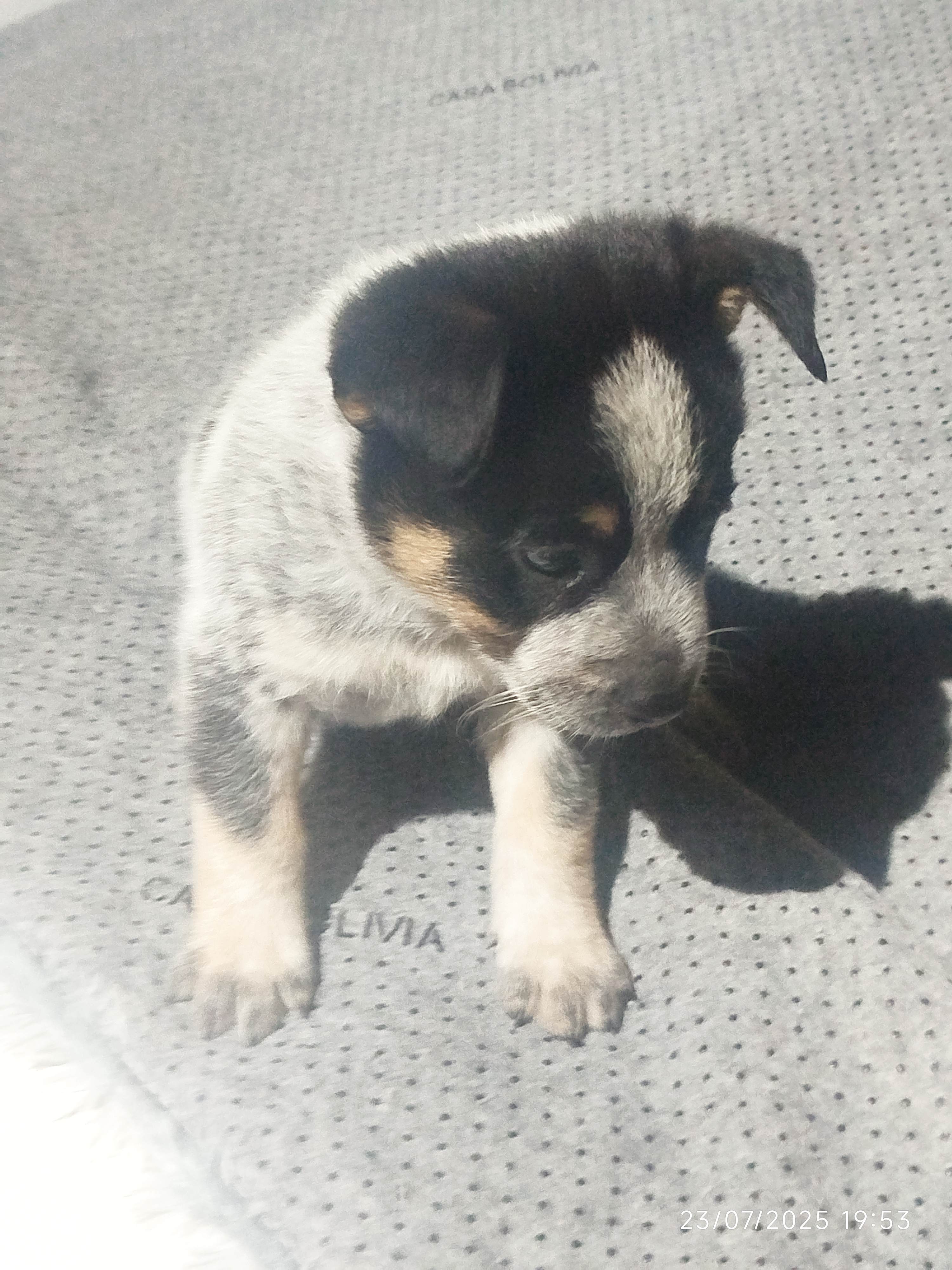 Portal Vendocão Filhotes BLUE heeler  Campo Grande