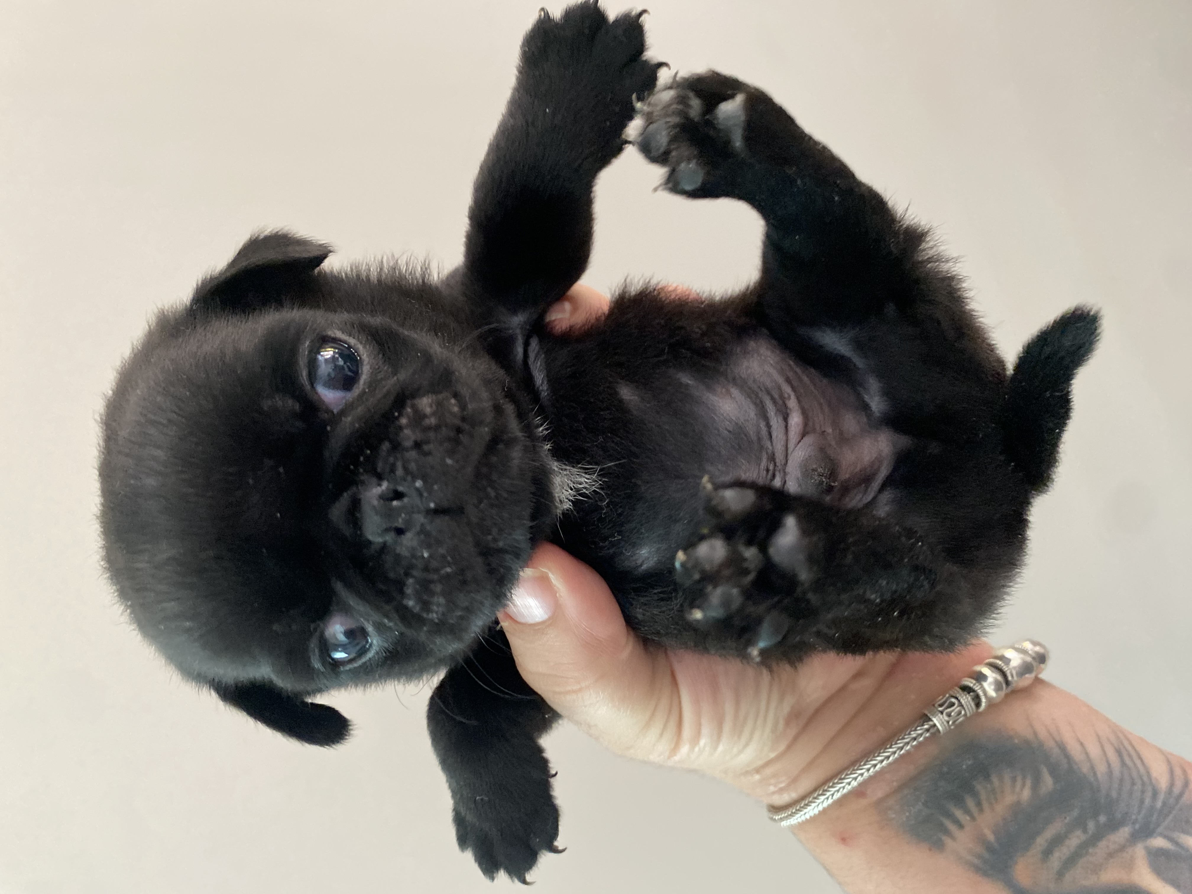 Portal Vendocão Filhotes de Pug Cascavel