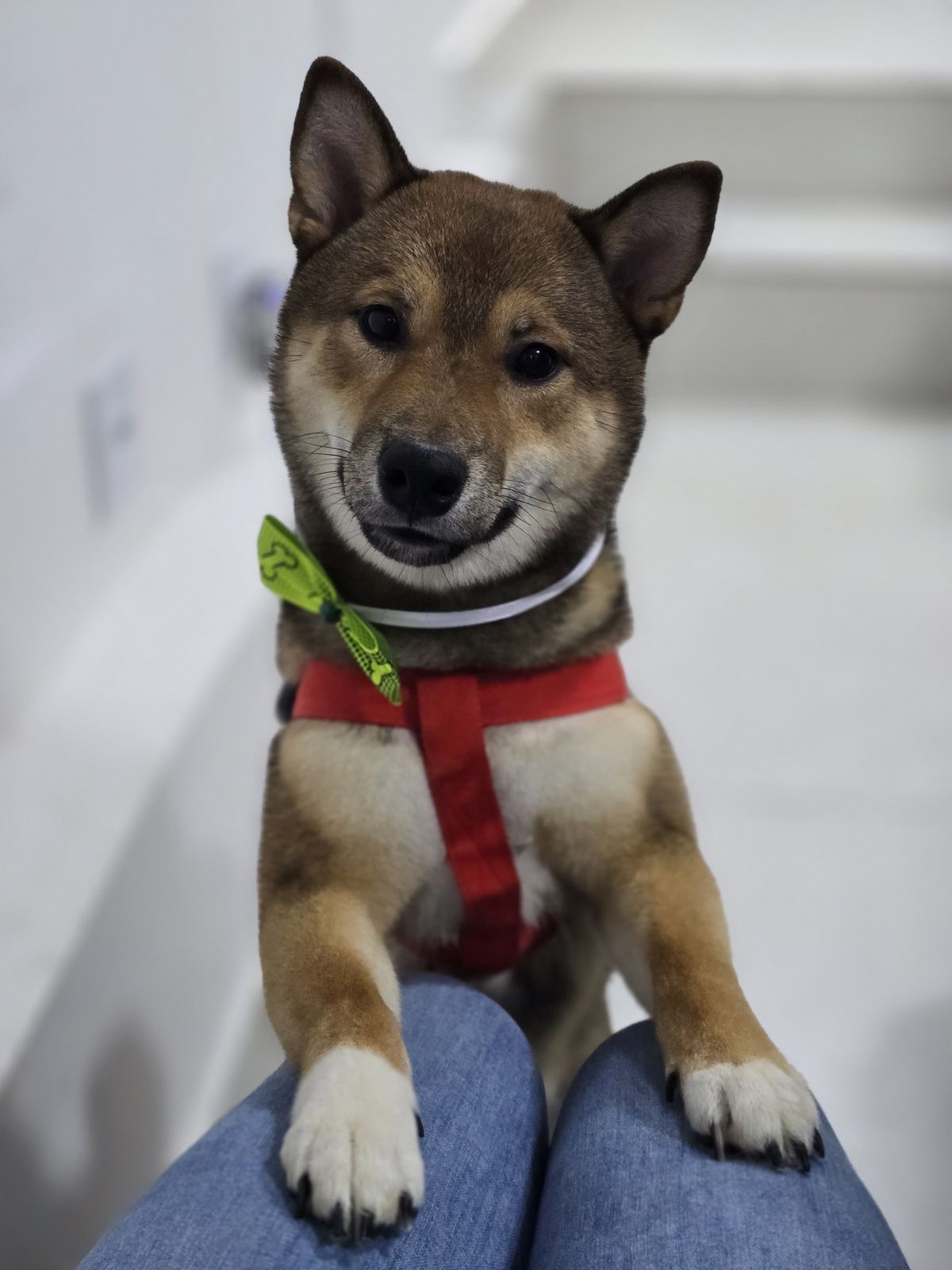 Portal Vendocão Filhote Shiba Inu Belo Horizonte