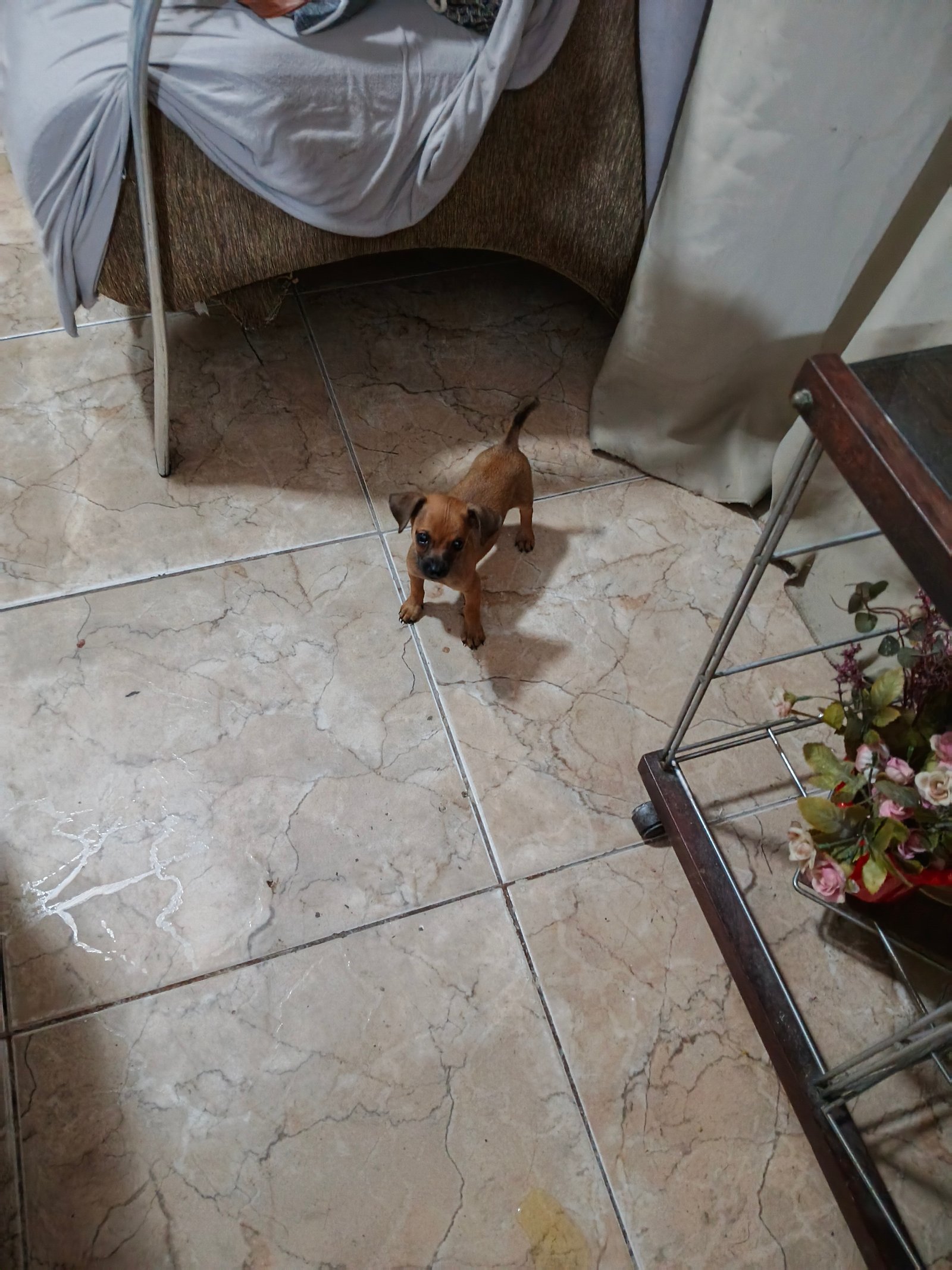 Pinscher - Foto 3