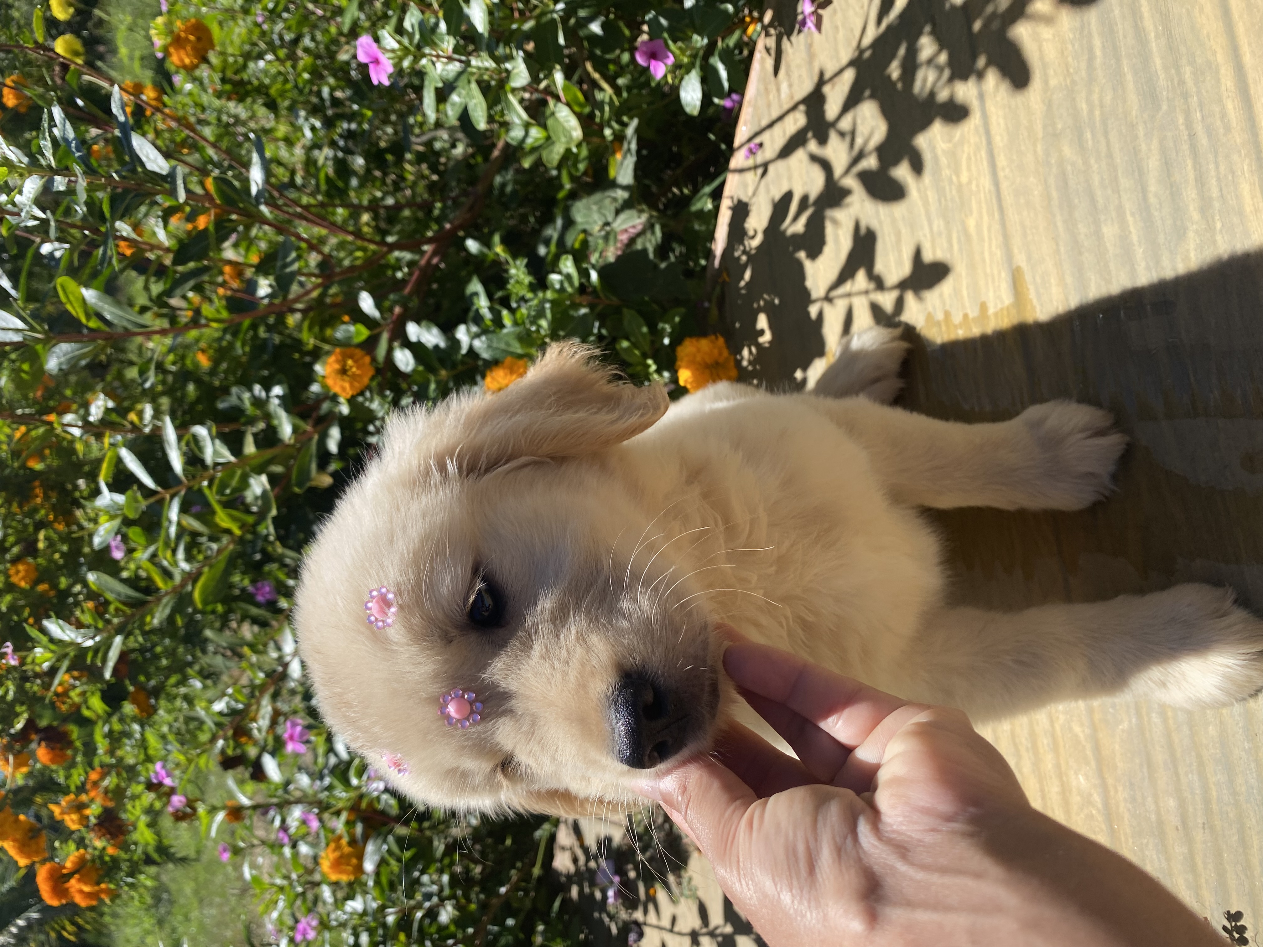 Golden retriver