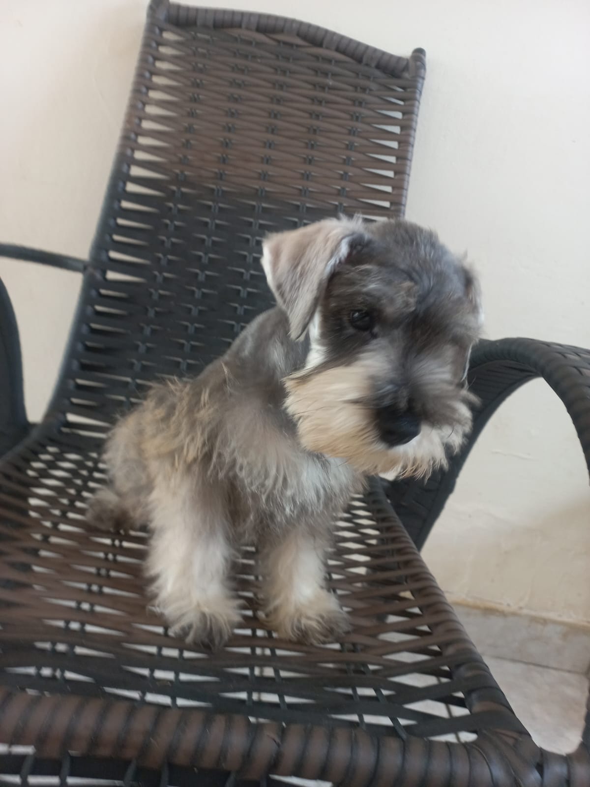 Portal Vendocão Vendo filhotes de schnauzer miniatura Uberlândia