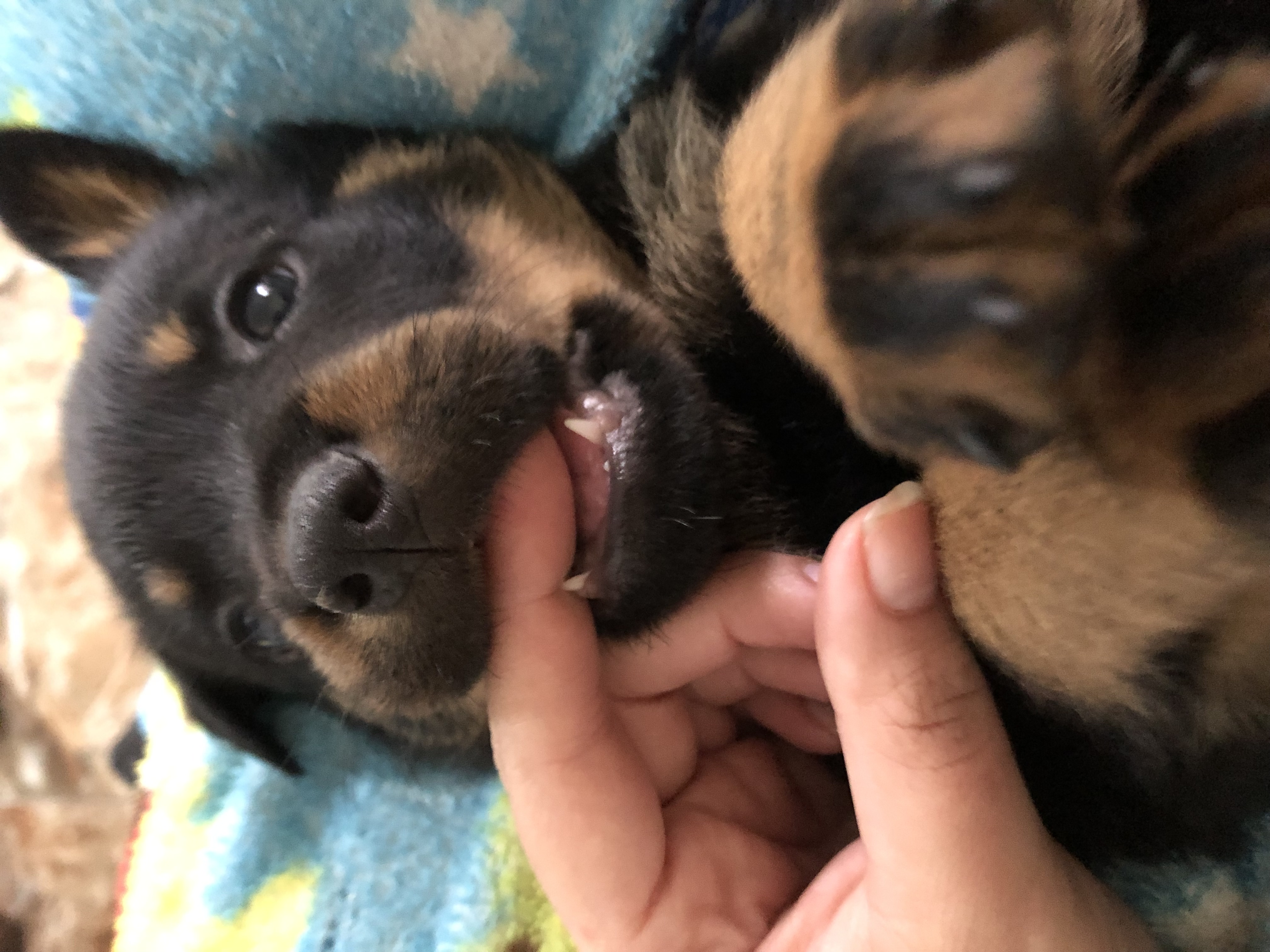Portal Vendocão Rottweiler a venda Guarulhos 