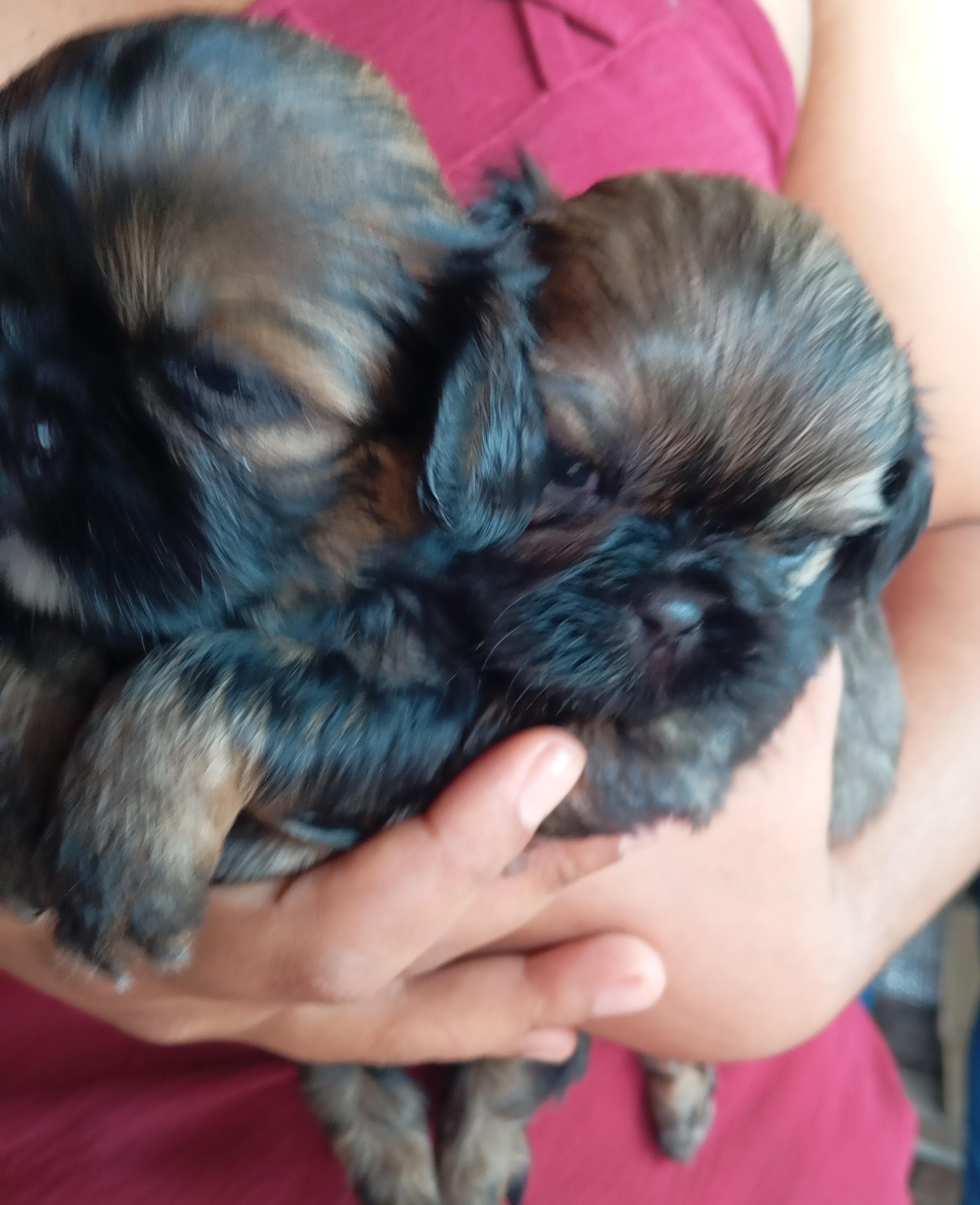 Portal Vendocão Vende-se filhotes de Shitzu mini  Feira de Santana