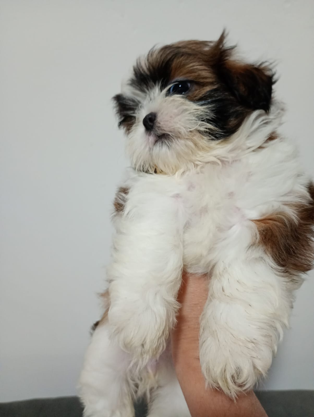 Portal Vendocão Vende-se Filhote Fêmea Shihtzu  Belford Roxo
