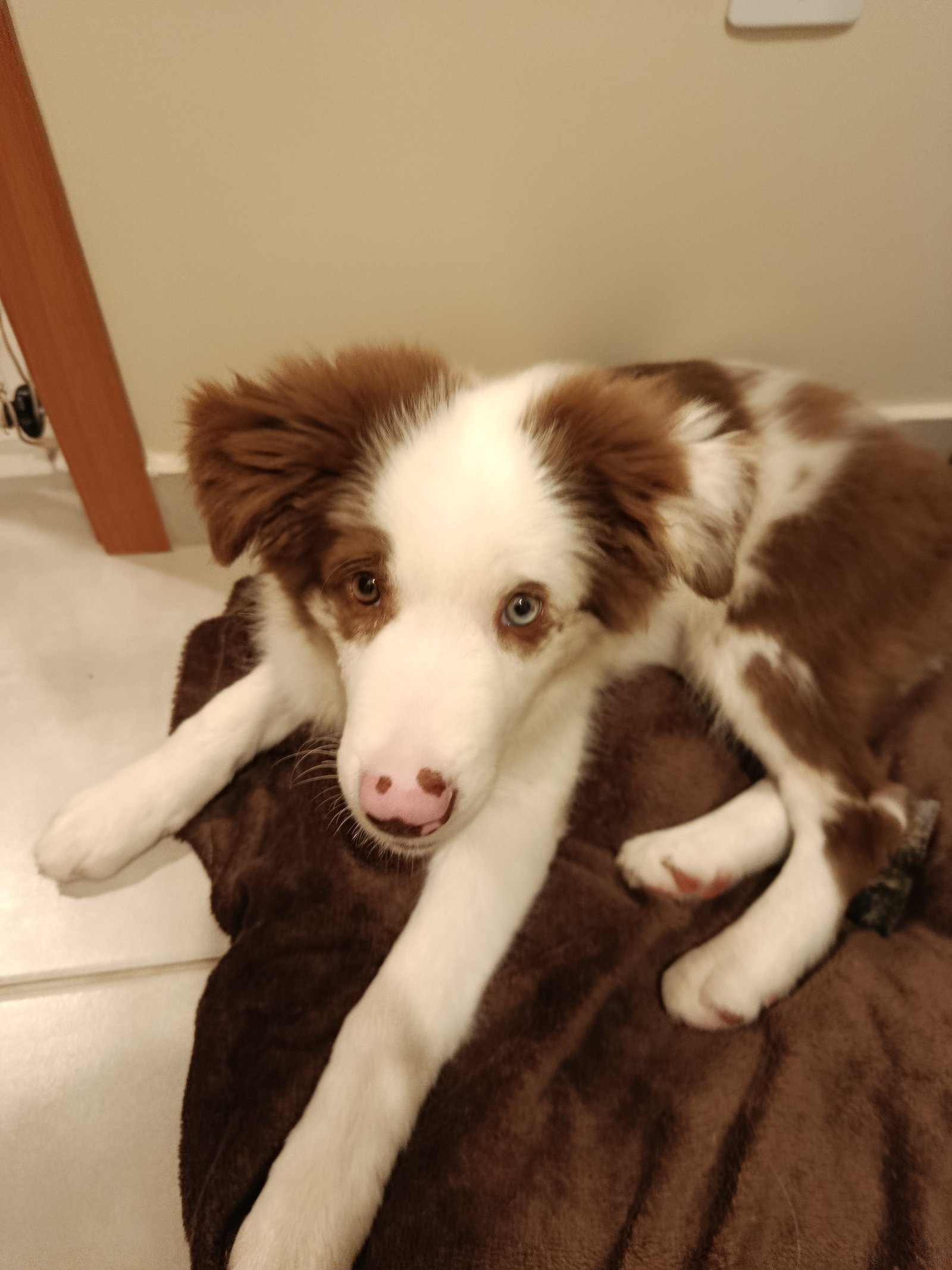 Boder Collie 4 meses Puro  - Foto 1