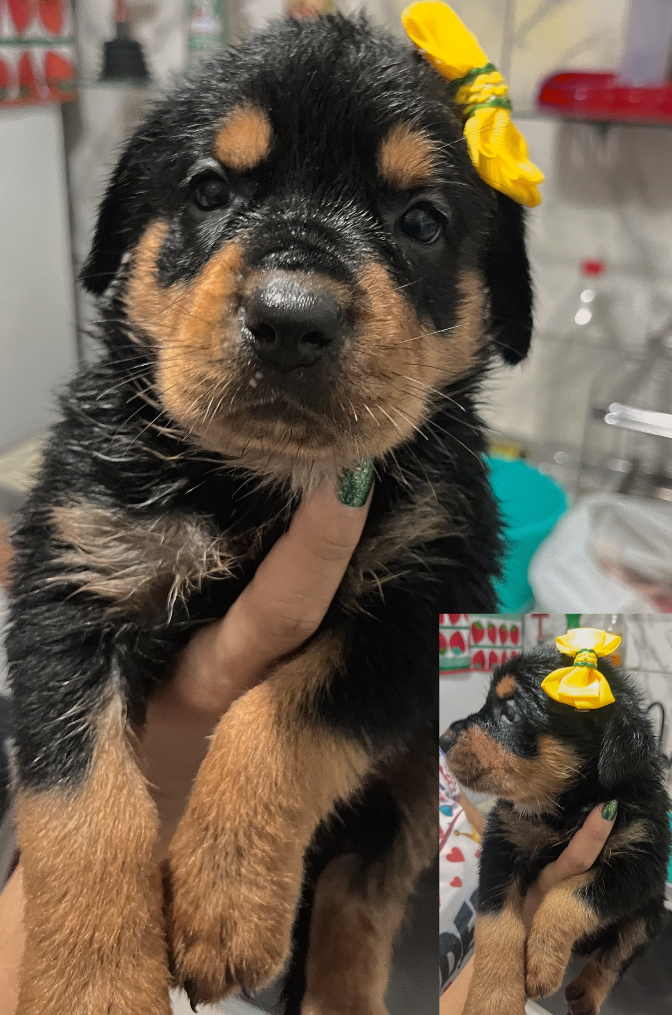 Filhotes de Rottweiler femeas - Foto 1