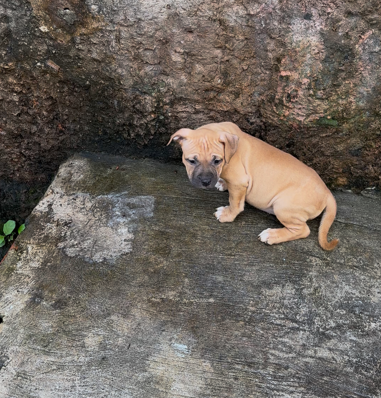 Portal Vendocão Filhotes de Pitbul  Salvador 